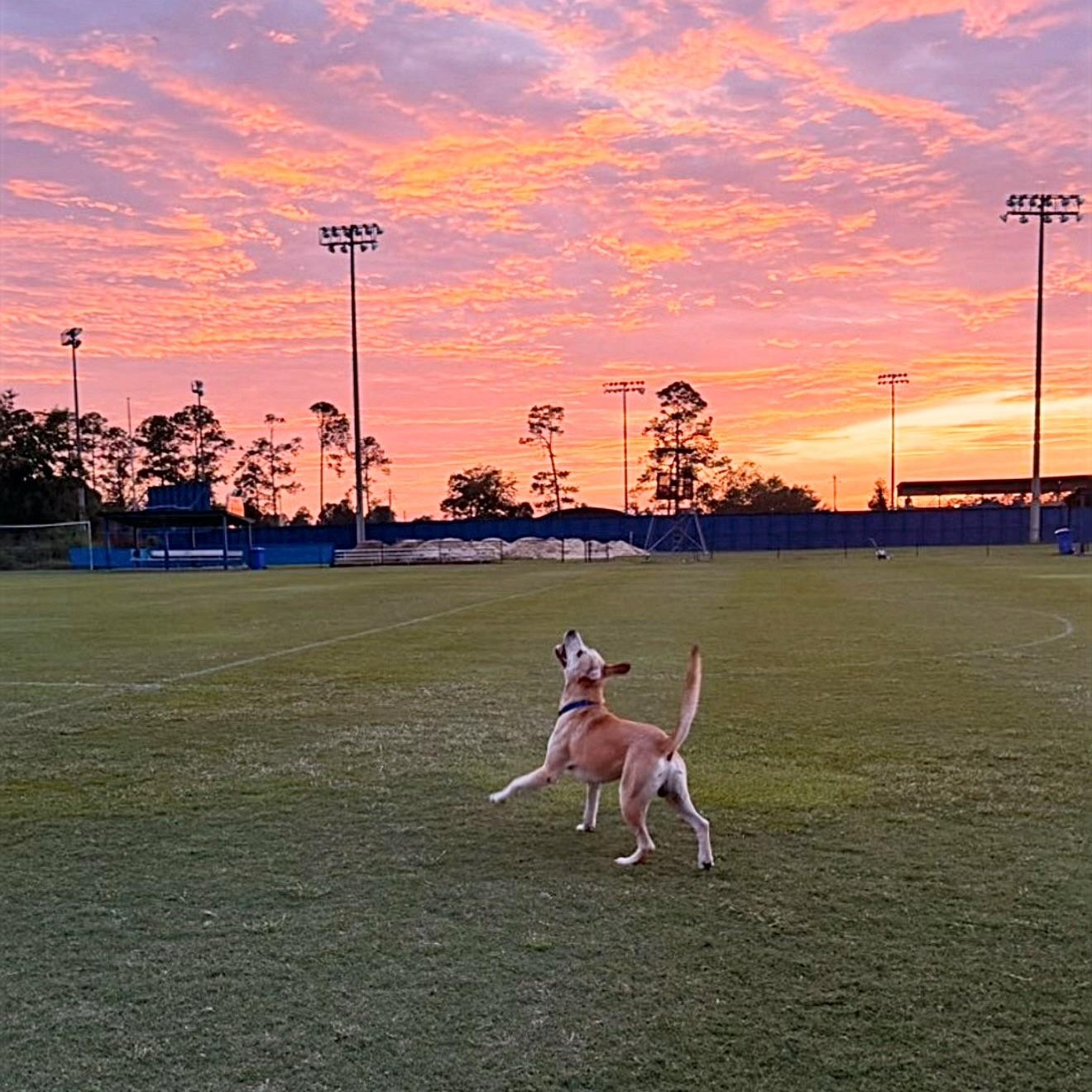 Enlarge Pretzel, a Adoptable mixed breed in Douglas, GA image 2/5
