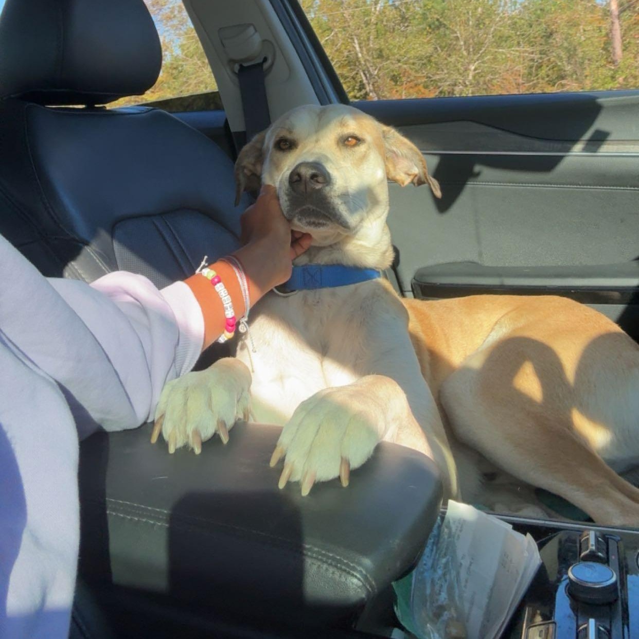Enlarge Pretzel, a Adoptable mixed breed in Douglas, GA image 5/5