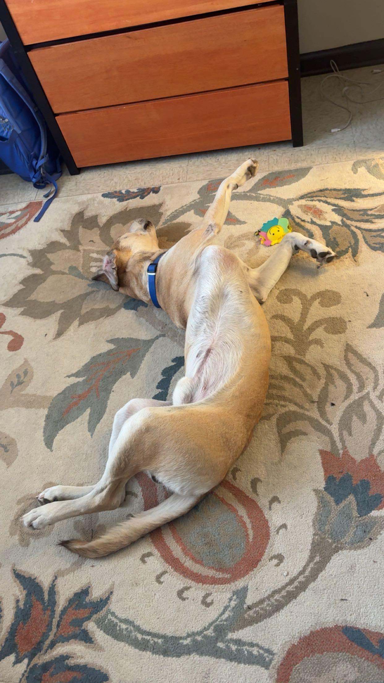 Enlarge Pretzel, a Adoptable mixed breed in Douglas, GA image 4/5