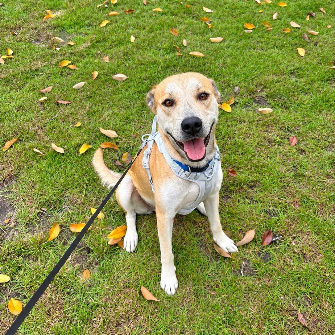 Pretzel, Adoptable, Young Male Labrador Retriever.