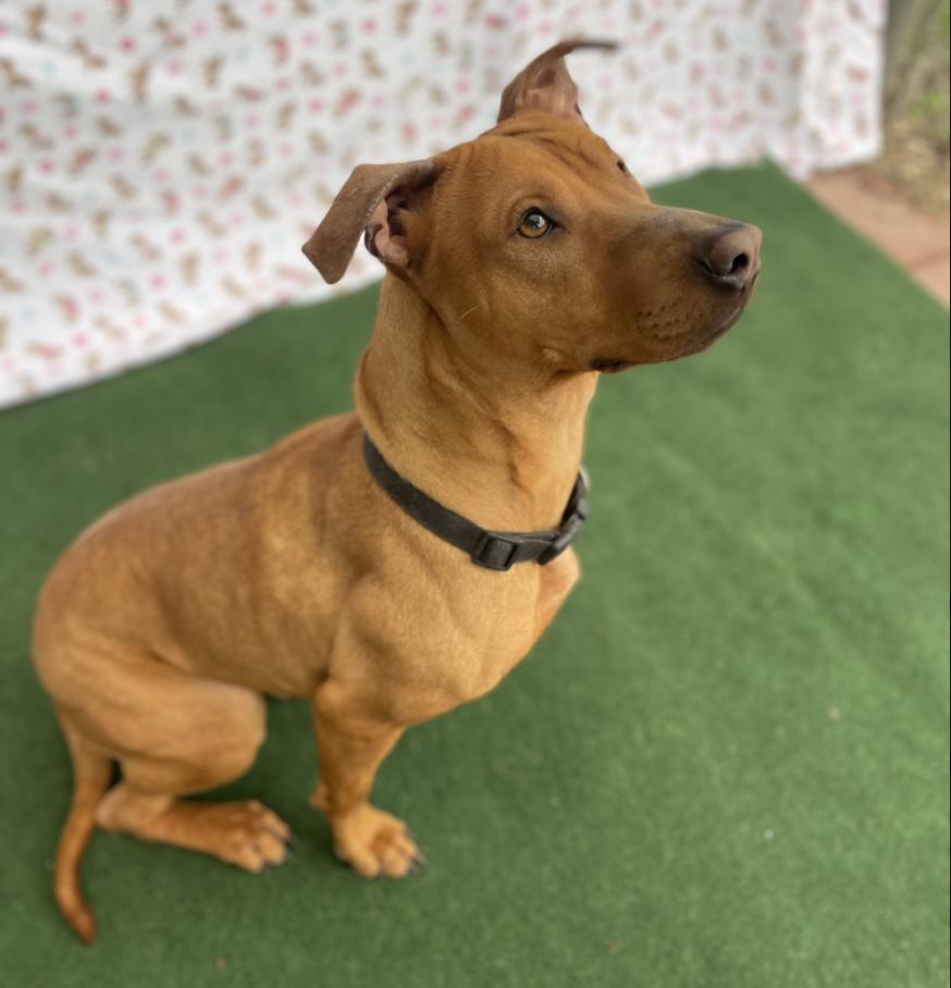 Queenie — thumbnail 2