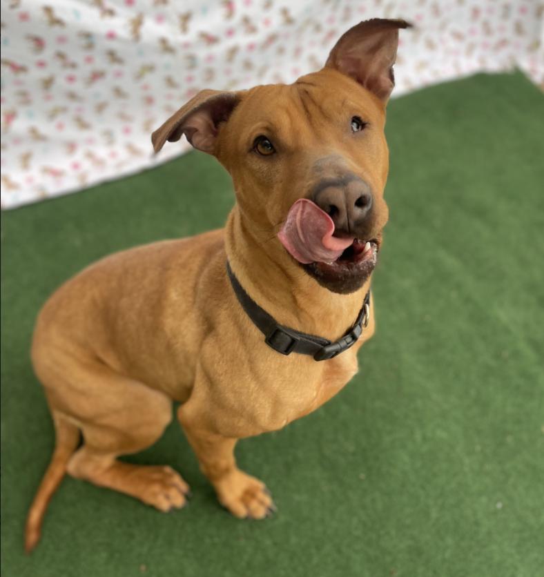 Queenie — thumbnail 4