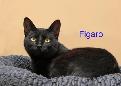 Enlarge Figaro, a Adoptable mixed breed in Parma, OH image 1/1