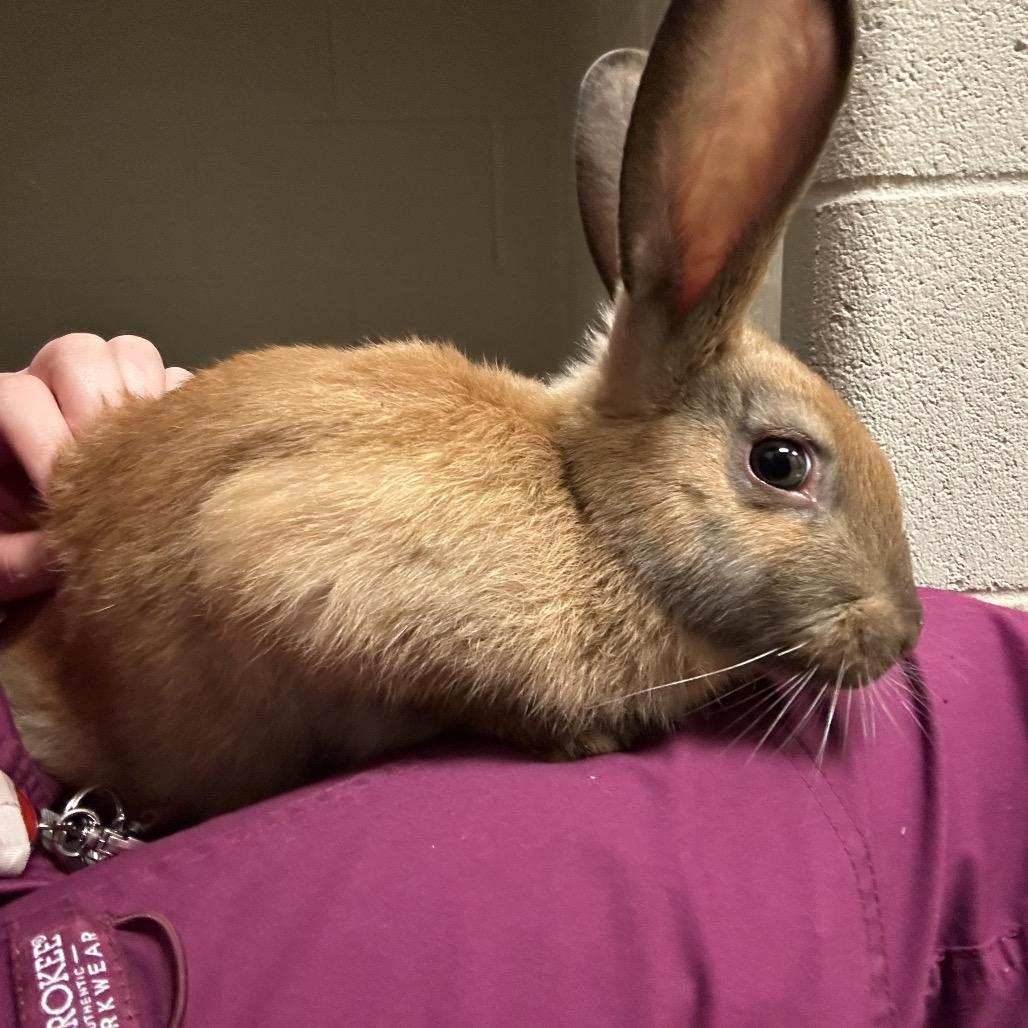 Bingo, Adoptable, Young Male Mini Rex.