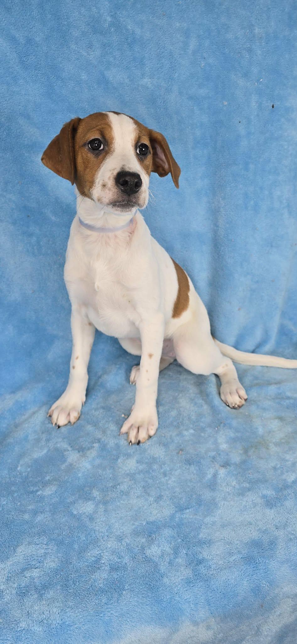 Enlarge Daphne, a ADOPTABLE mixed breed in Newport, TN image 6/6