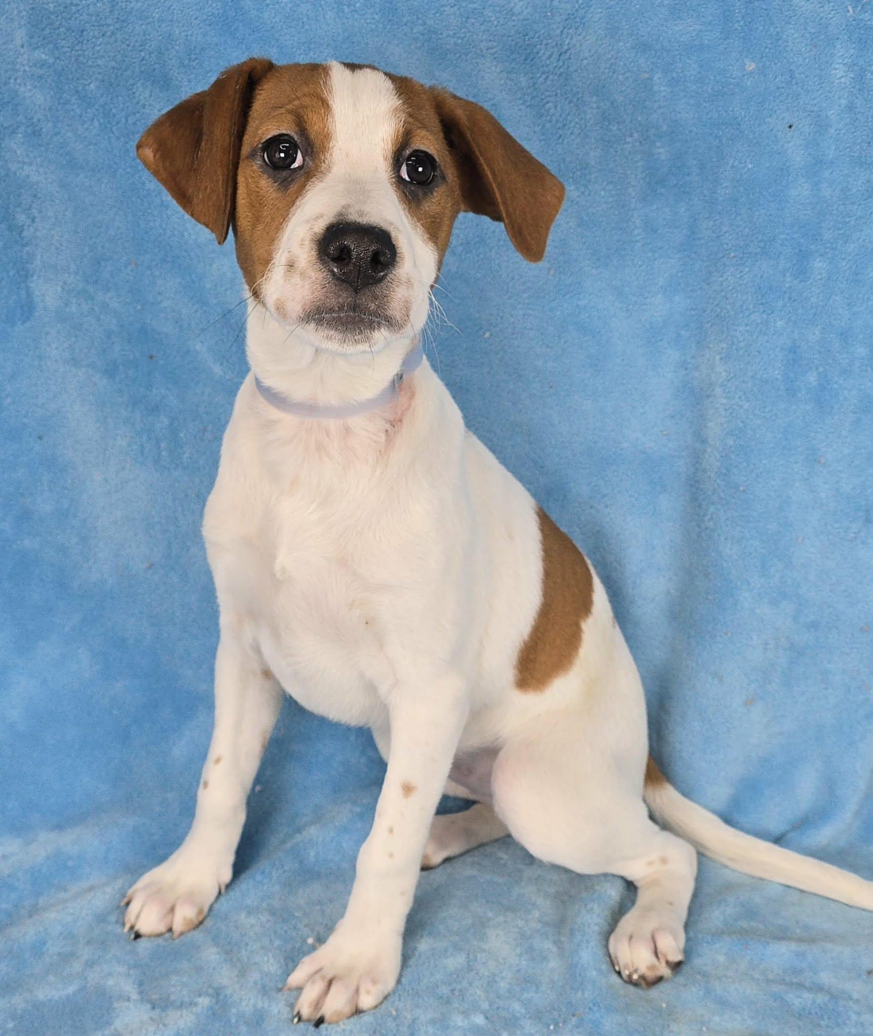 Enlarge Daphne, a ADOPTABLE mixed breed in Newport, TN image 3/6