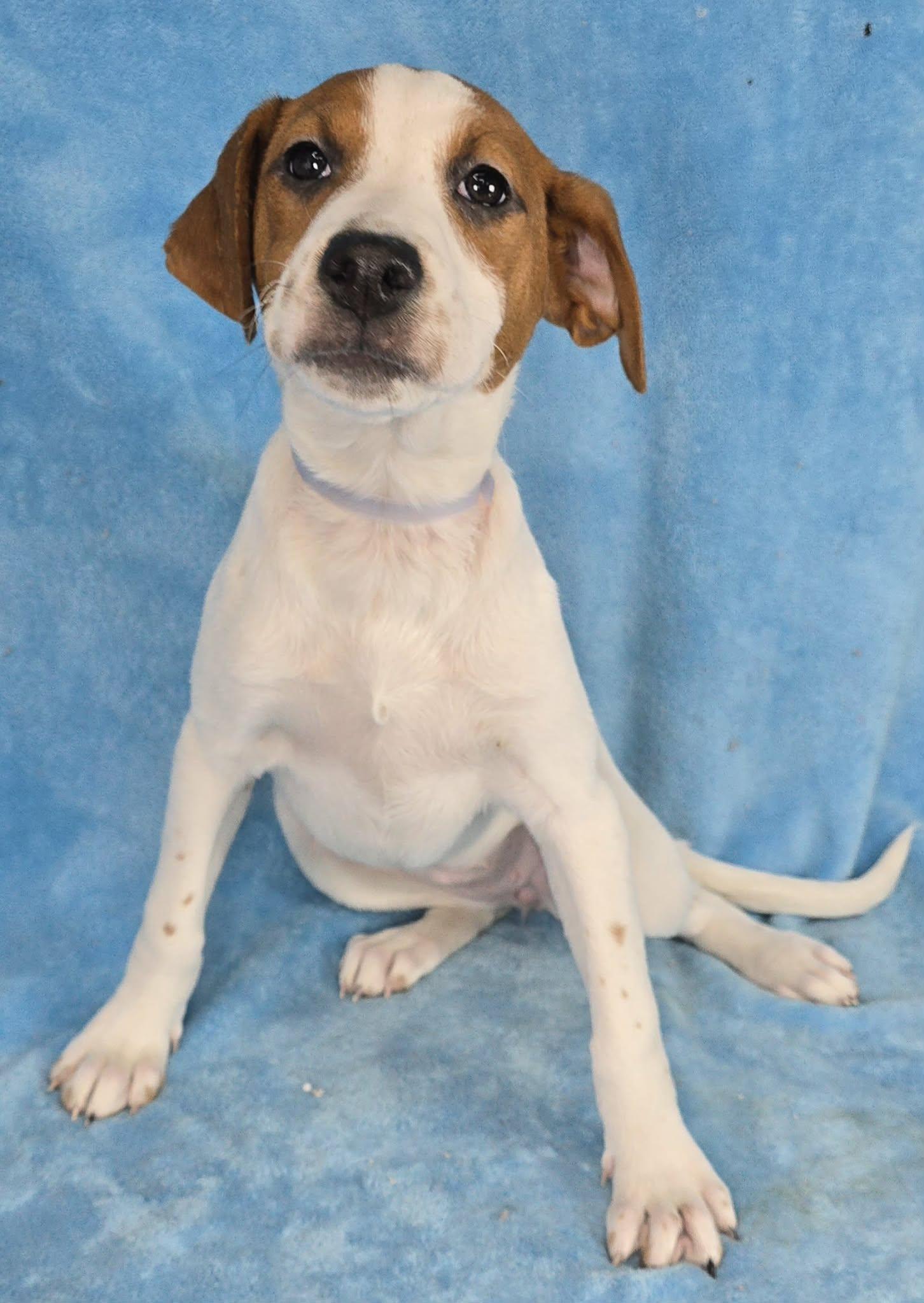 Enlarge Daphne, a ADOPTABLE mixed breed in Newport, TN image 4/6