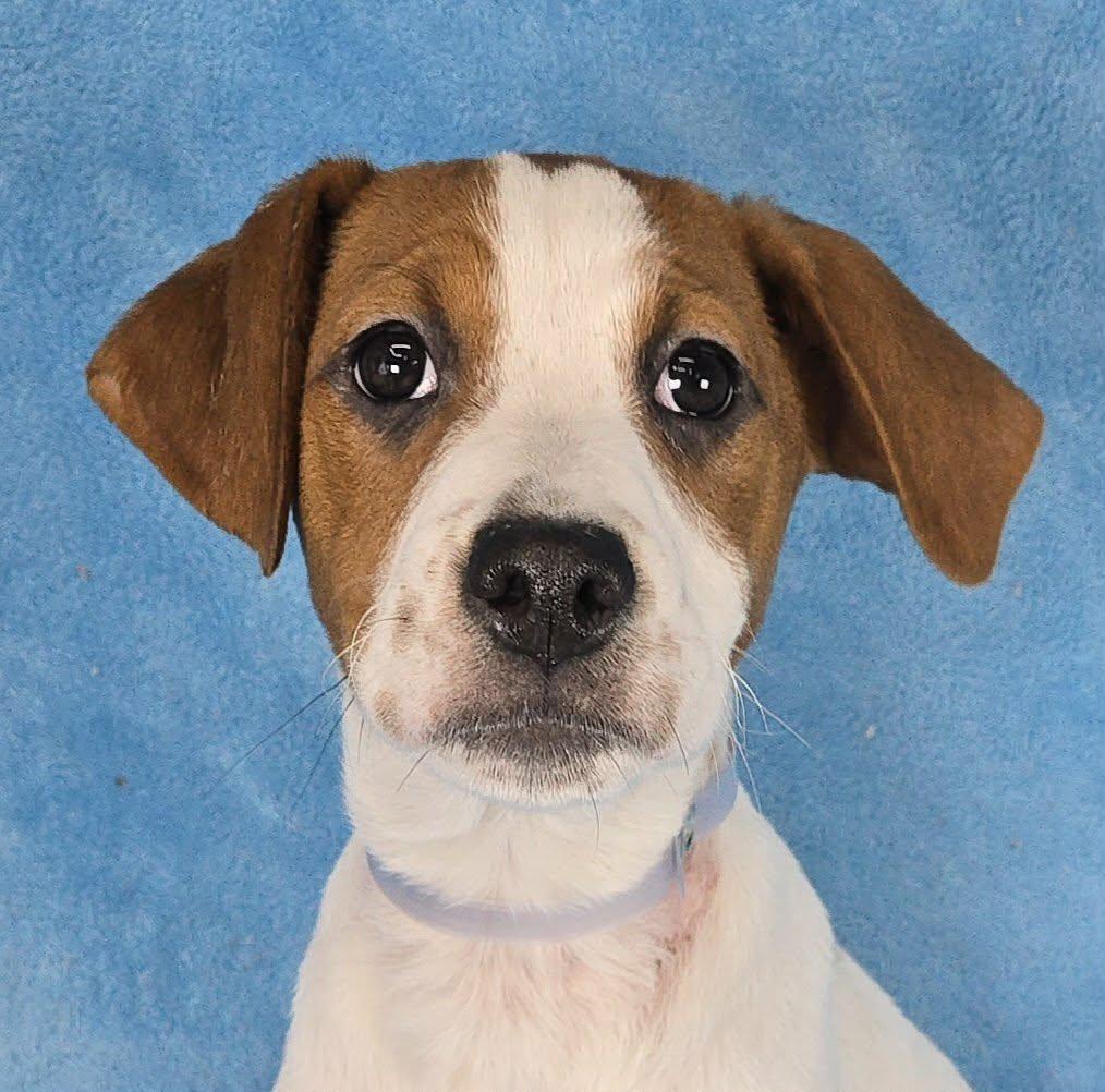 Daphne, ADOPTABLE, Puppy Female Catahoula Leopard Dog & Hound.