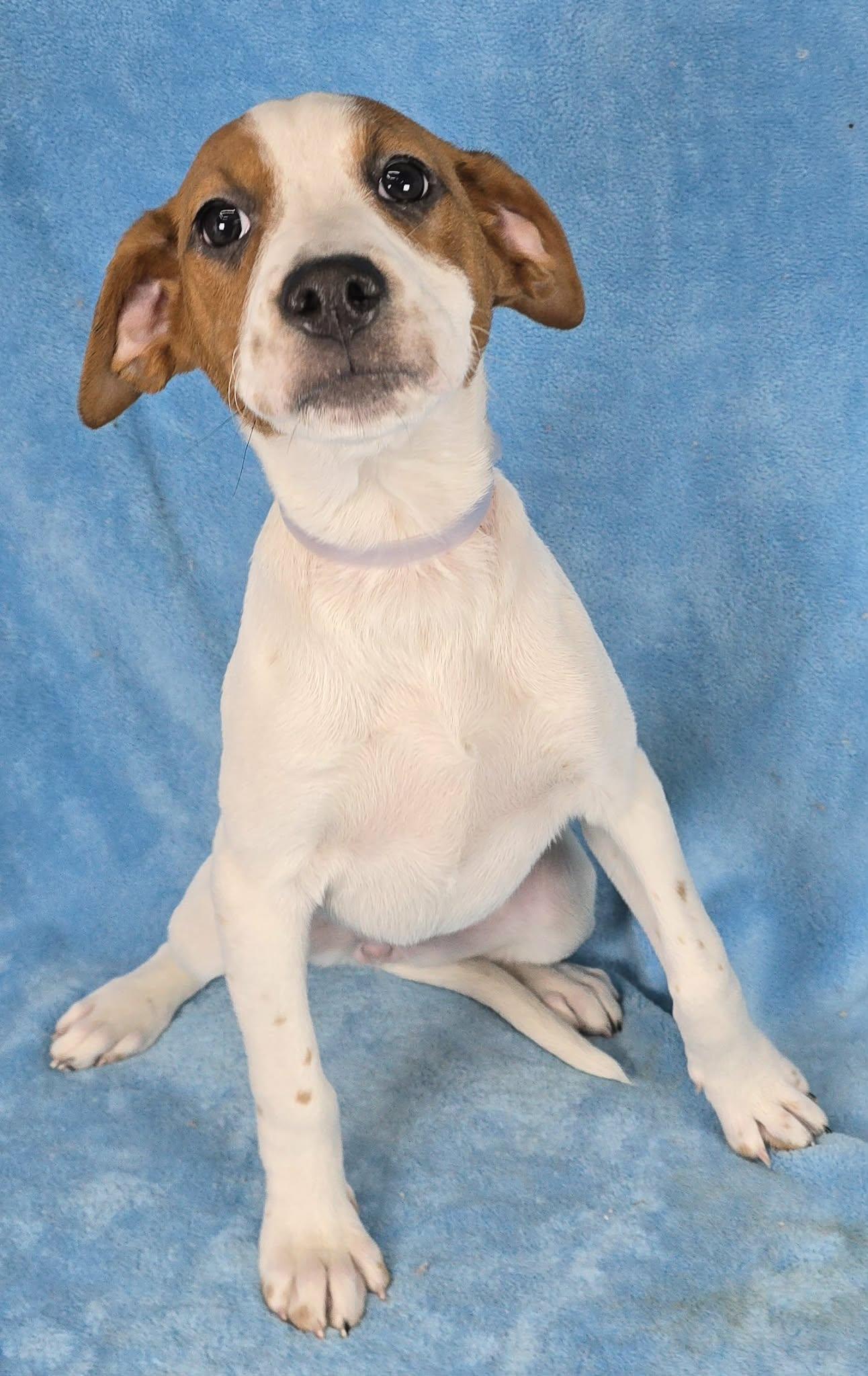 Enlarge Daphne, a ADOPTABLE mixed breed in Newport, TN image 2/6