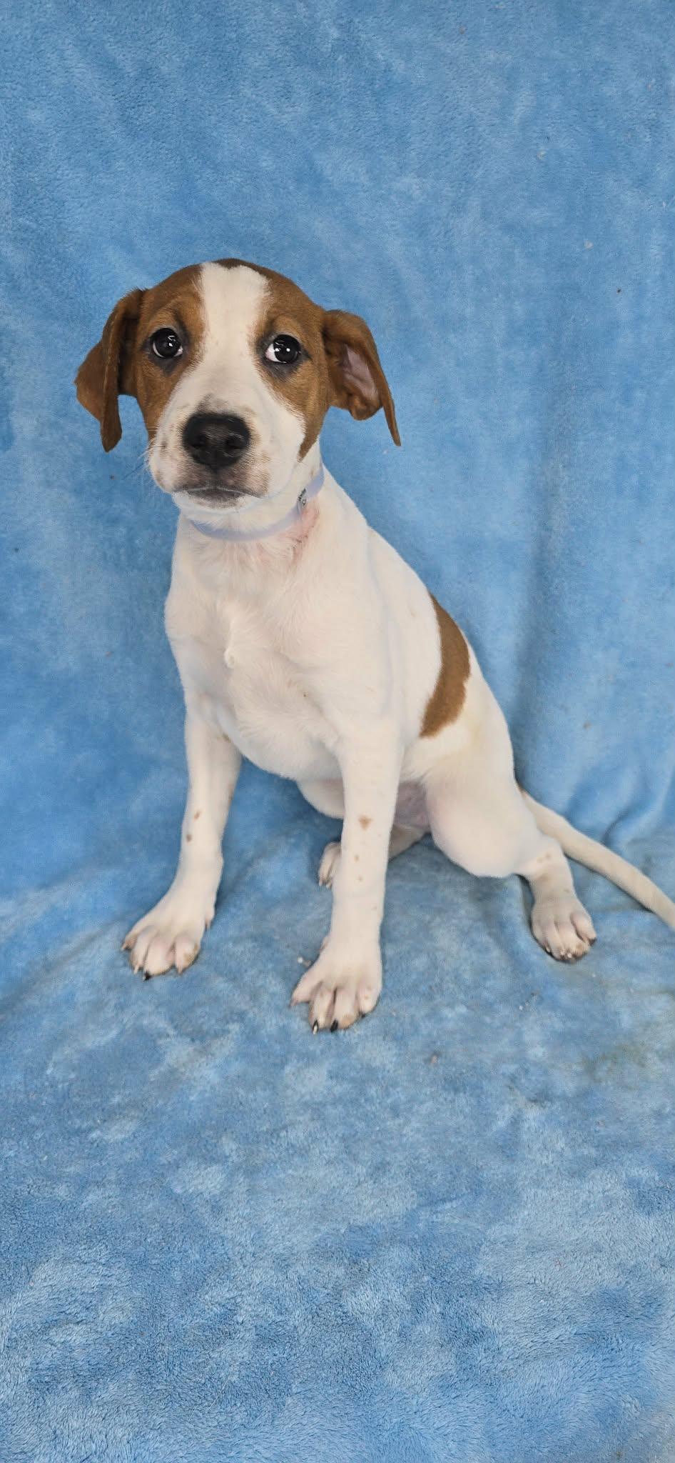 Enlarge Daphne, a ADOPTABLE mixed breed in Newport, TN image 5/6