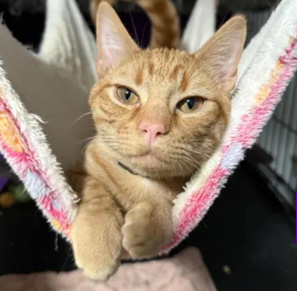 Tango, ADOPTABLE, Kitten Male Domestic Short Hair.