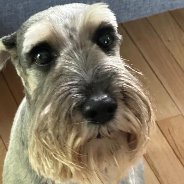 Pepper, ADOPTABLE, Senior • Female, Standard Schnauzer.