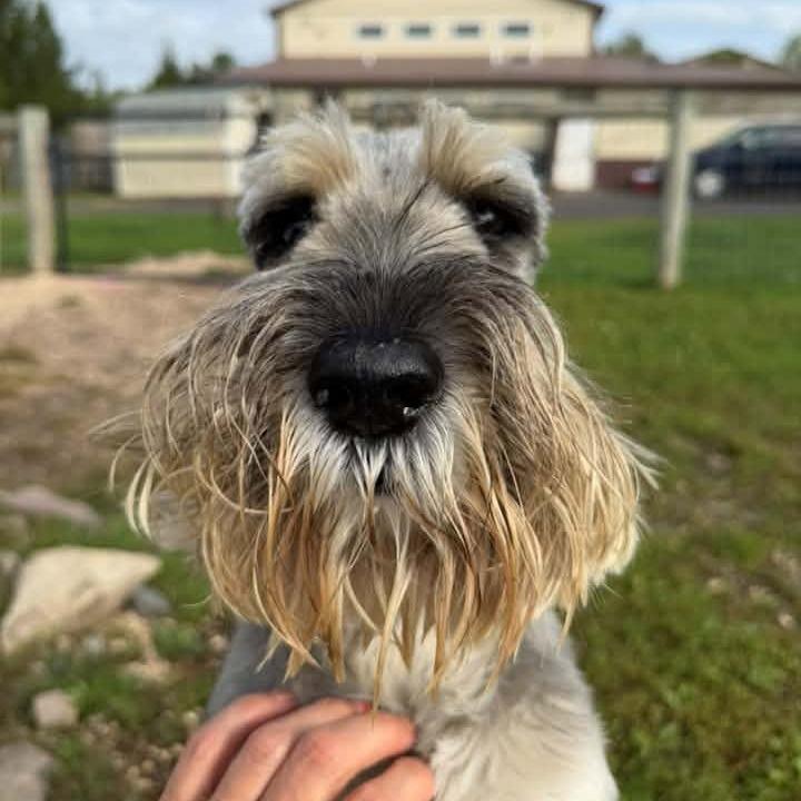 Enlarge Pepper, a Adoptable Standard Schnauzer in Quakertown, PA image 2/4