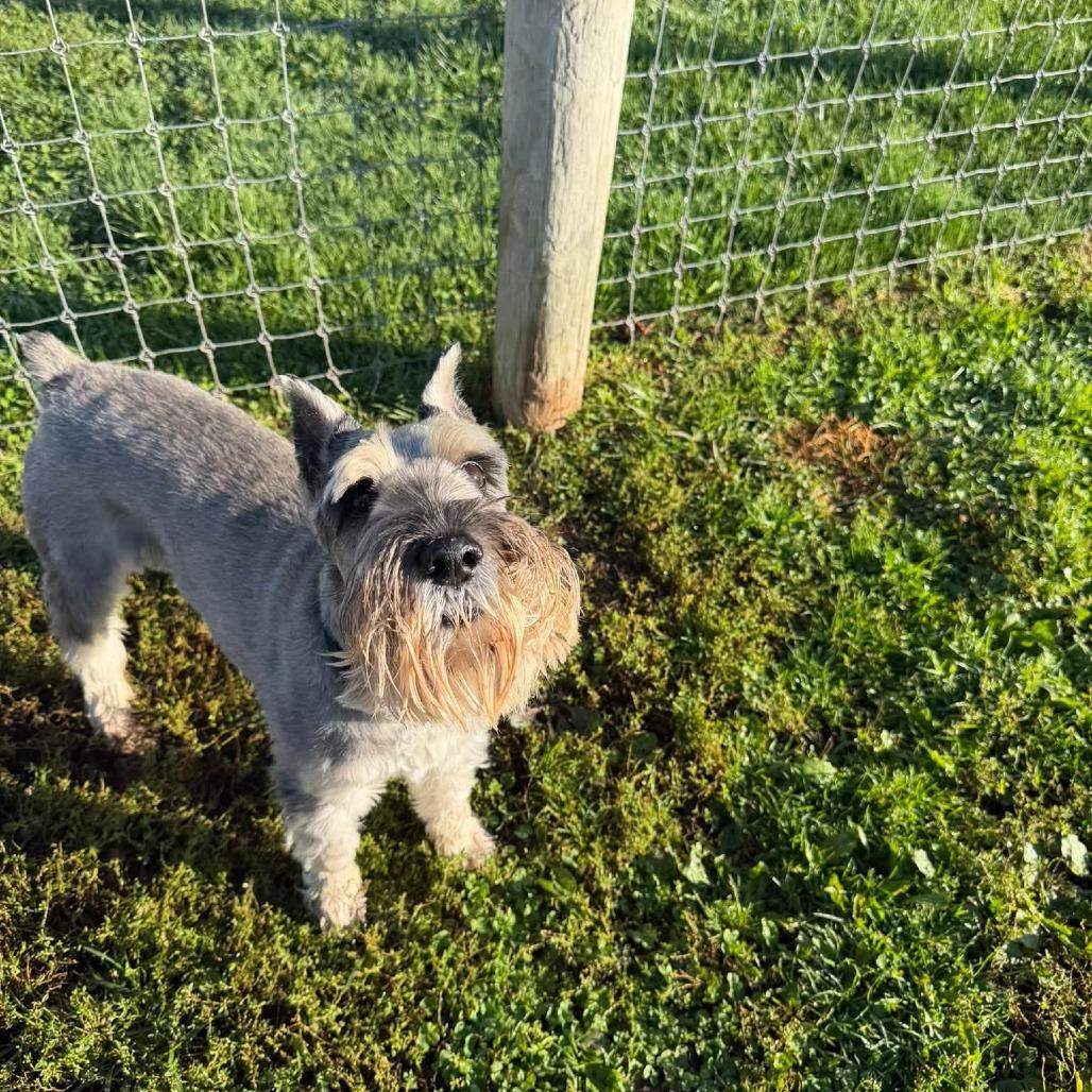 Enlarge Pepper, a Adoptable Standard Schnauzer in Quakertown, PA image 3/4