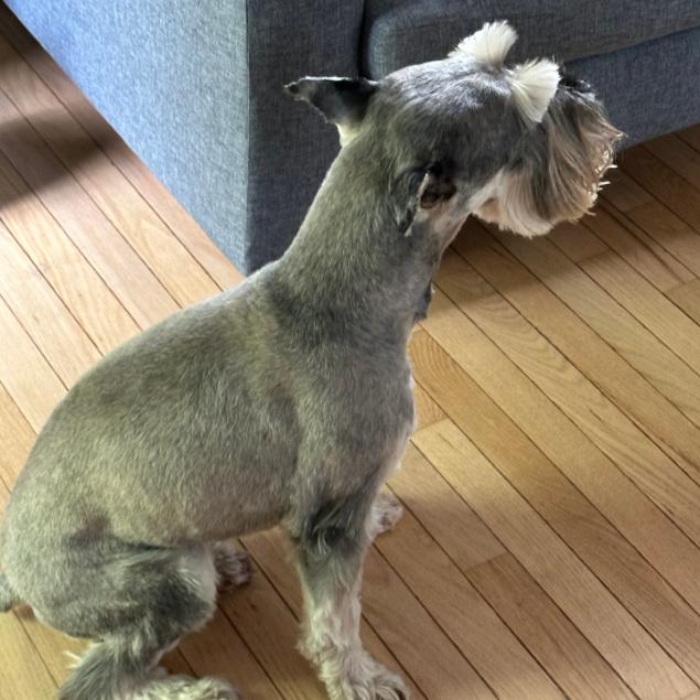Enlarge Pepper, a Adoptable Standard Schnauzer in Quakertown, PA image 4/4