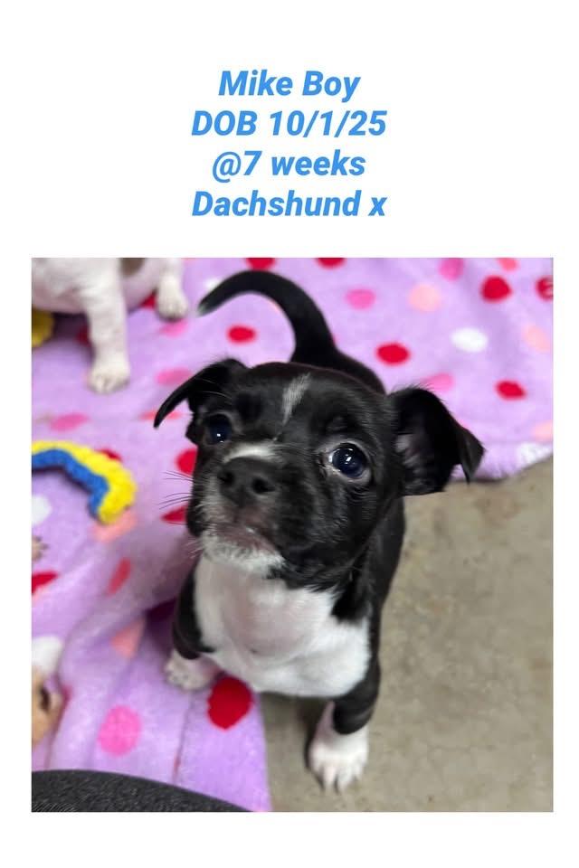 Mike , ADOPTABLE, Puppy Male Dachshund.
