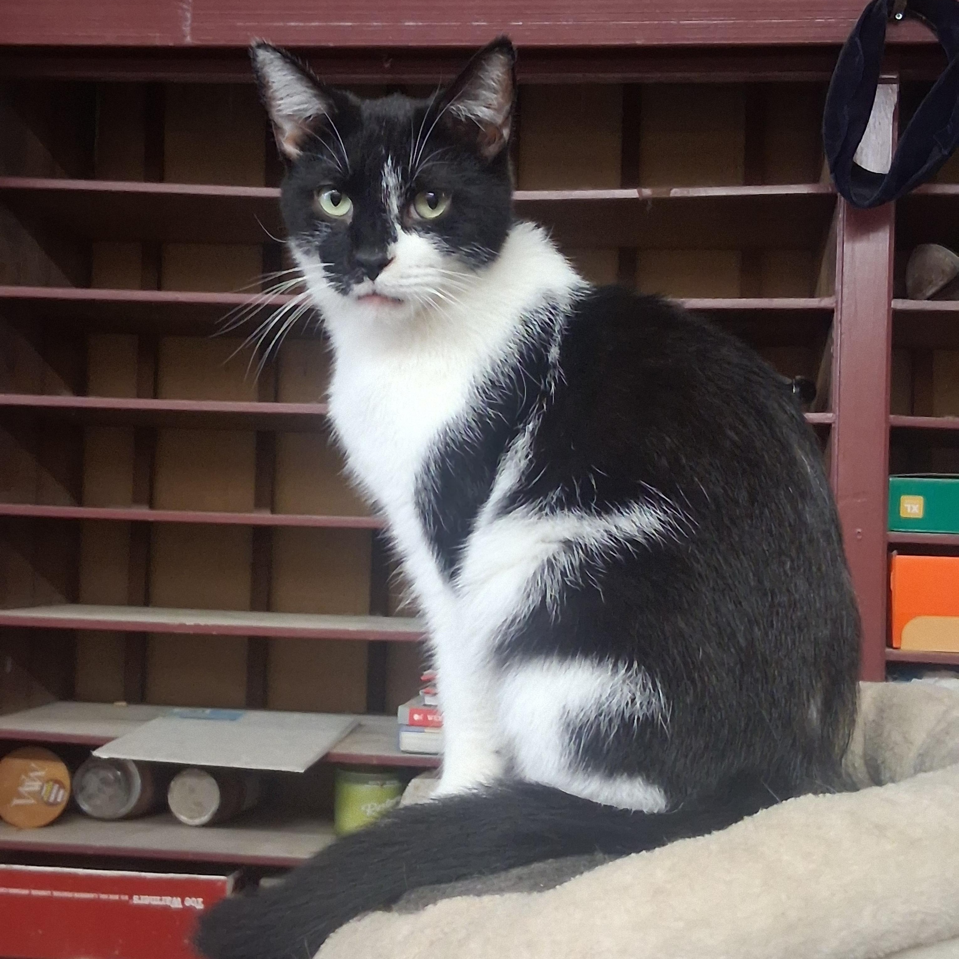 Enlarge Bud, a Adoptable Domestic Medium Hair in Coldwater, MI image 5/5