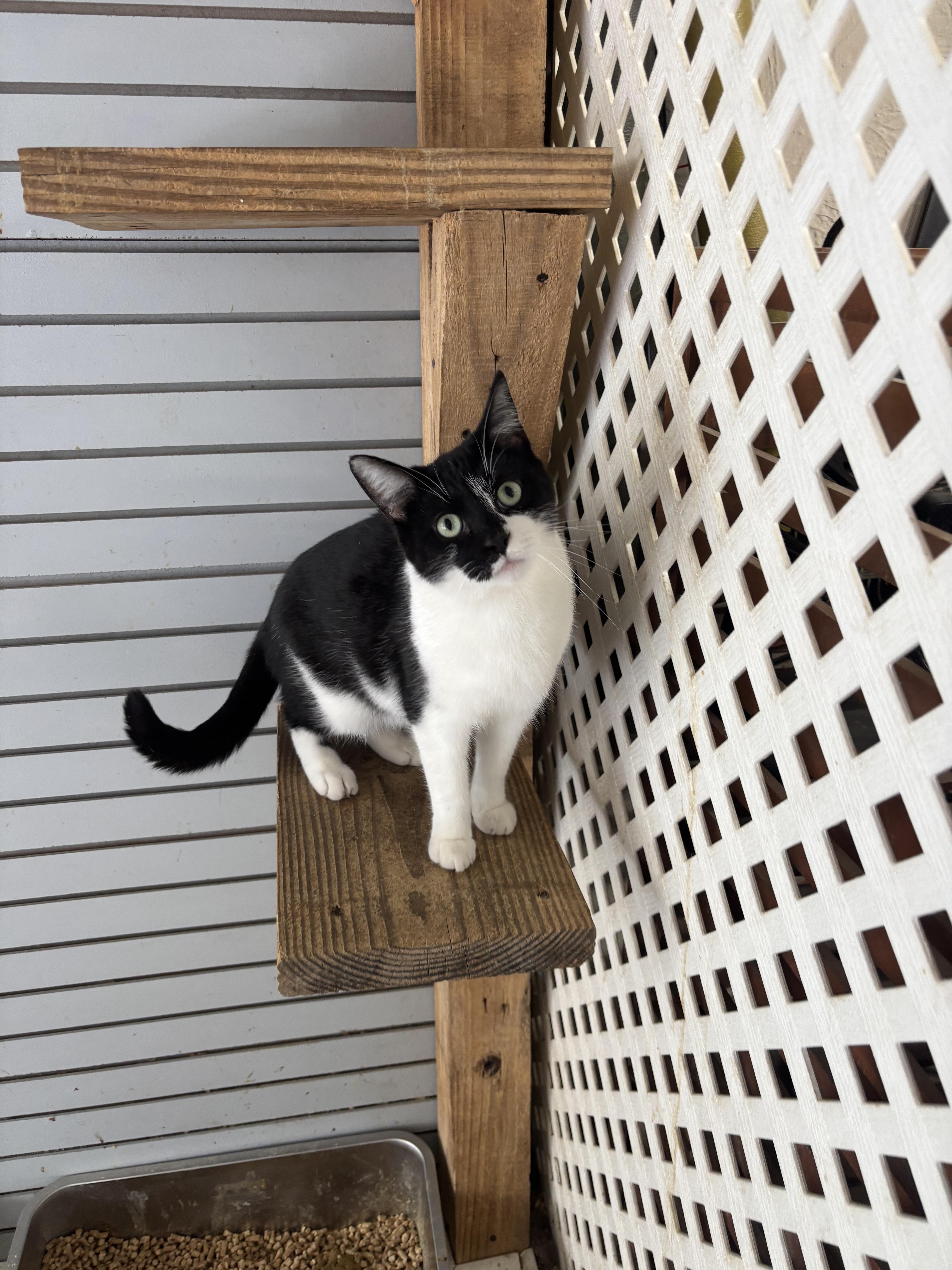 Enlarge Bud, a Adoptable Domestic Medium Hair in Coldwater, MI image 2/5