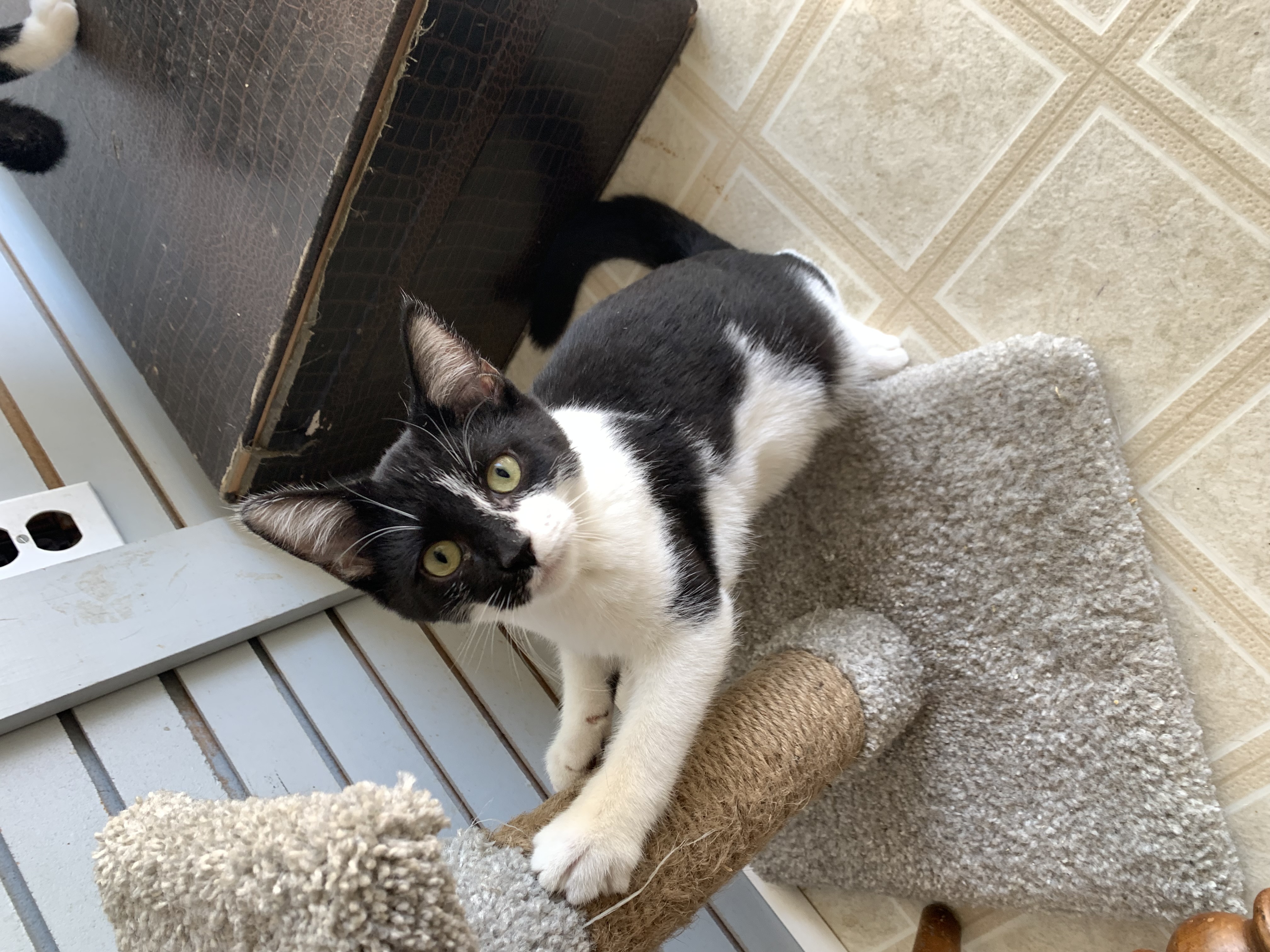 Enlarge Bud, a Adoptable Domestic Medium Hair in Coldwater, MI image 5/5