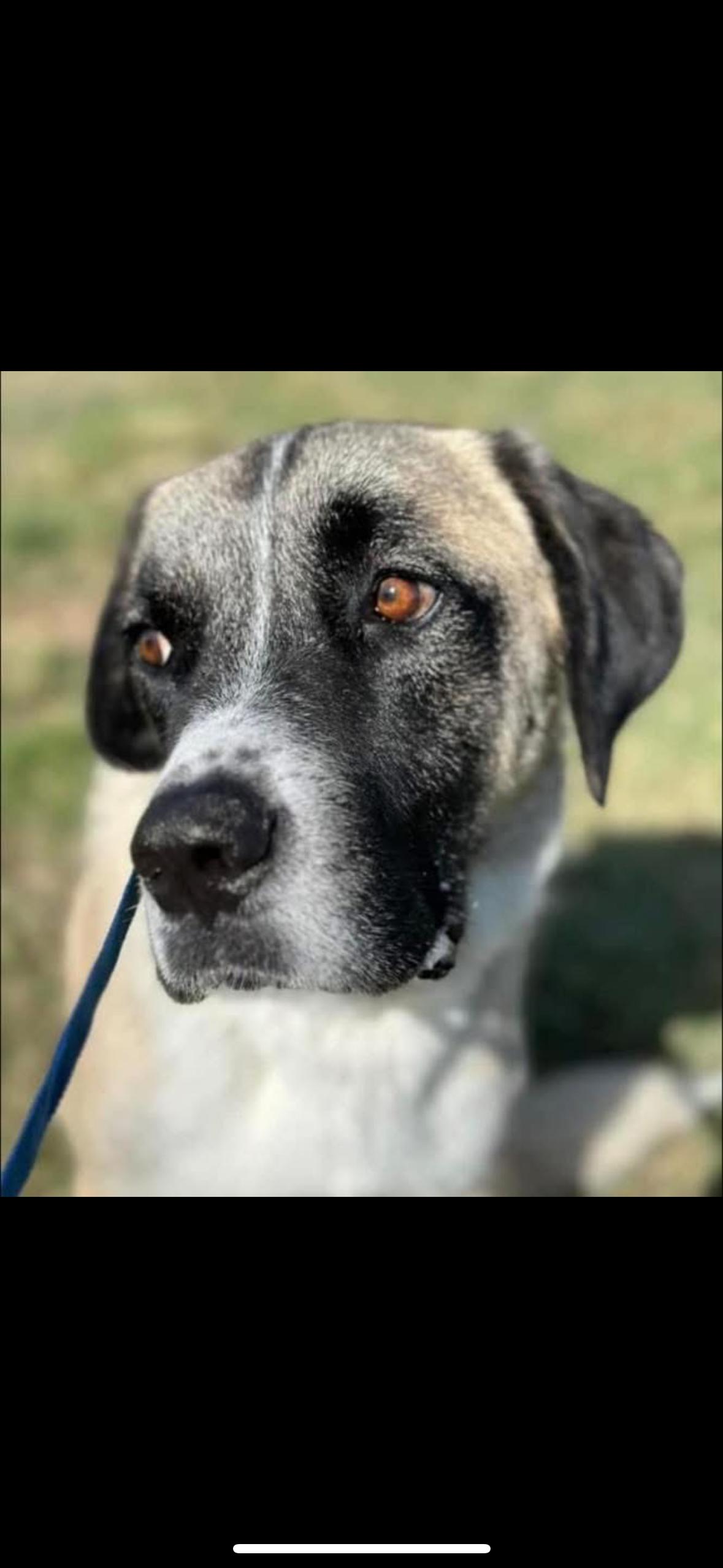 Dakota, Adult Male Saint Bernard