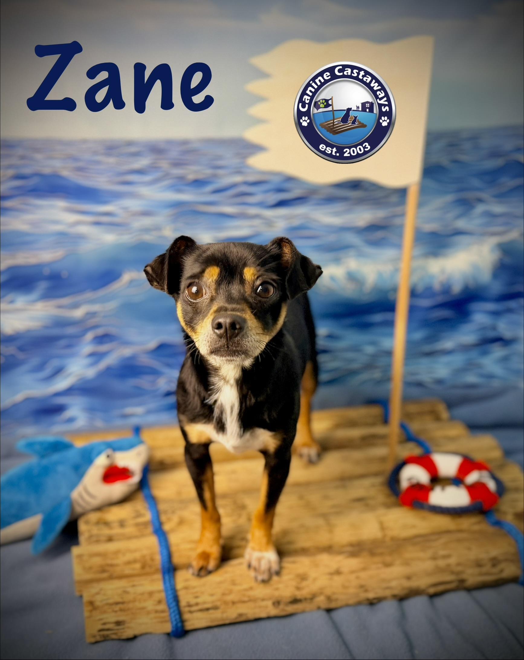 Enlarge Zane, a ADOPTABLE mixed breed in Arcadia, FL image 5/6