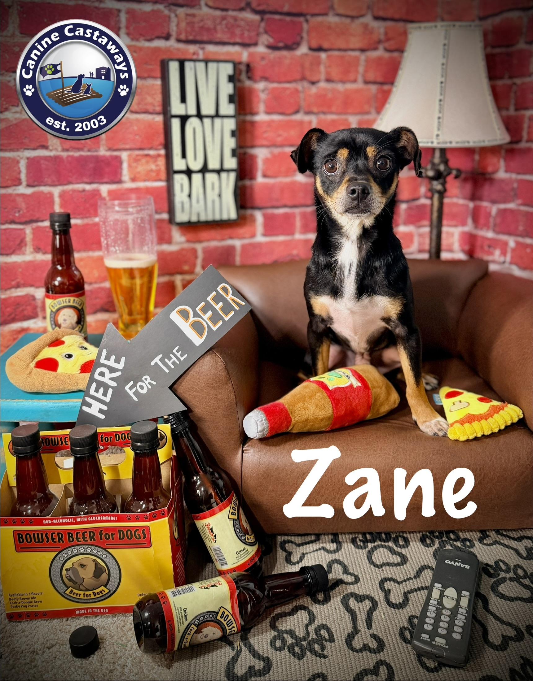 Enlarge Zane, a ADOPTABLE mixed breed in Arcadia, FL image 4/6