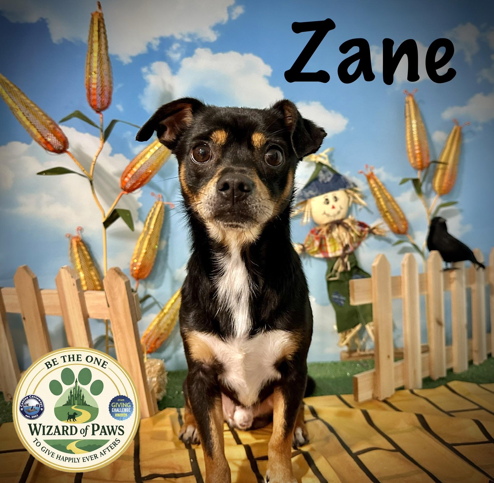 Enlarge Zane, a ADOPTABLE mixed breed in Arcadia, FL image 1/2