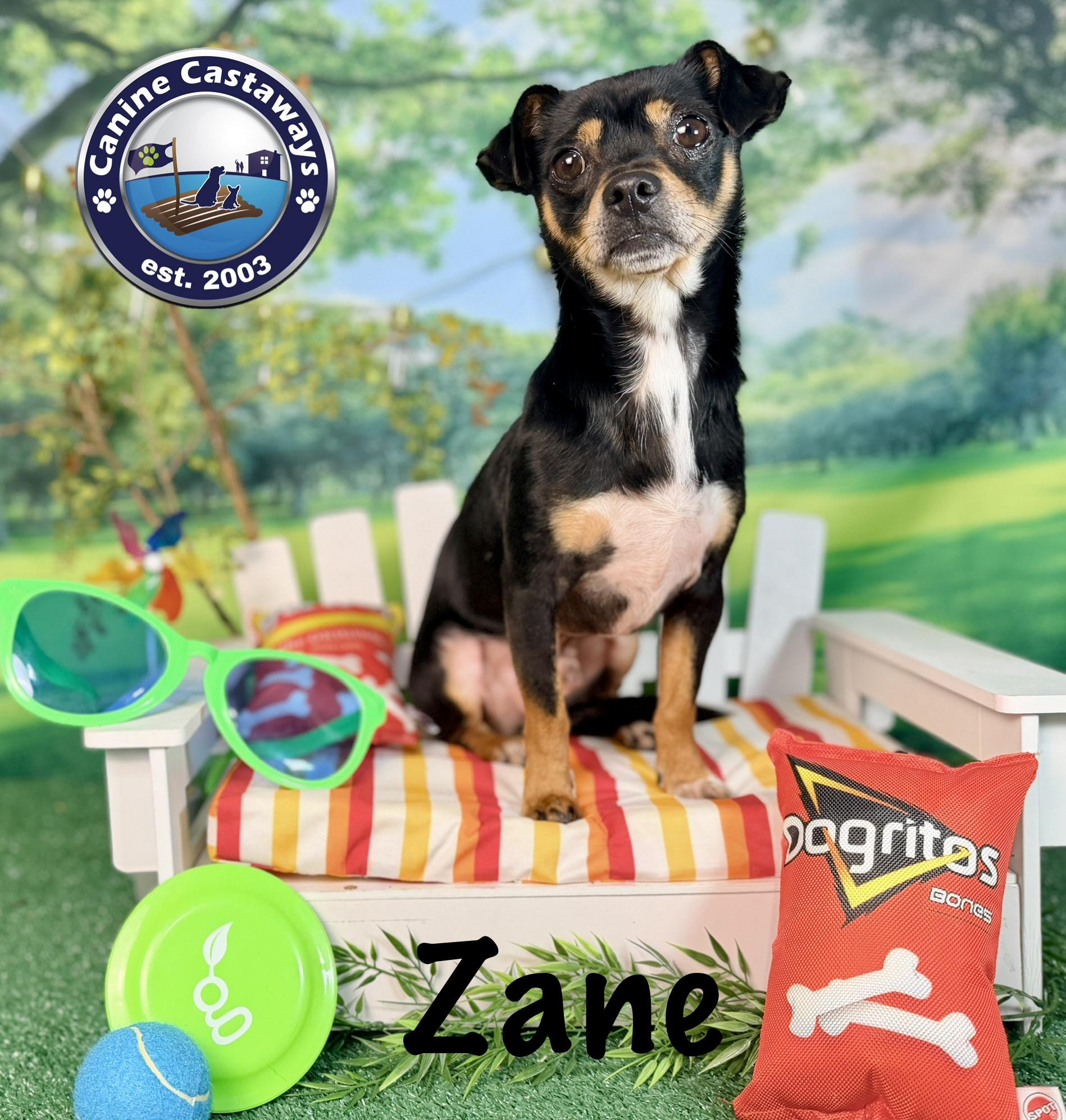 Enlarge Zane, a ADOPTABLE mixed breed in Arcadia, FL image 1/6