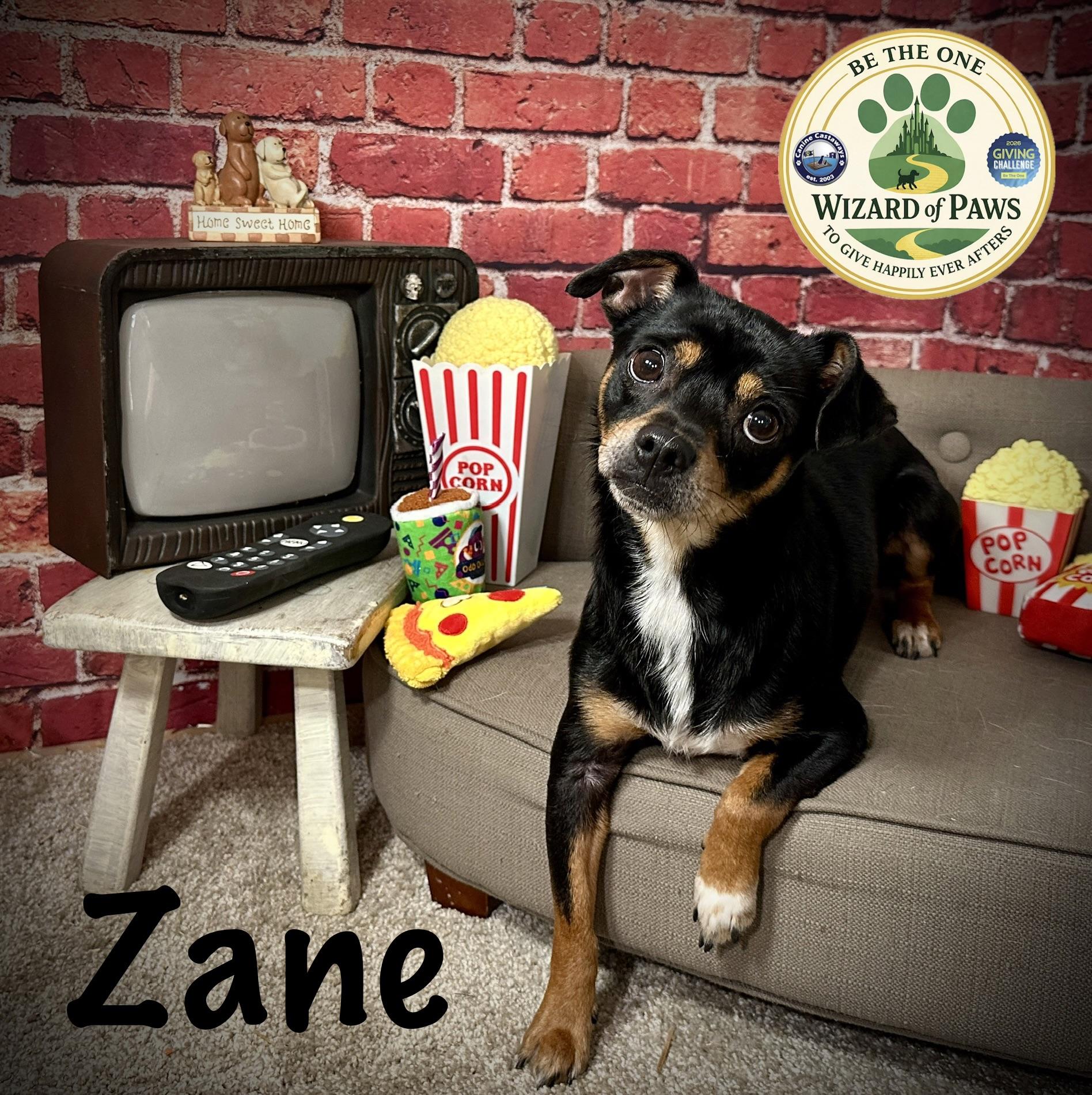 Enlarge Zane, a ADOPTABLE mixed breed in Arcadia, FL image 2/2