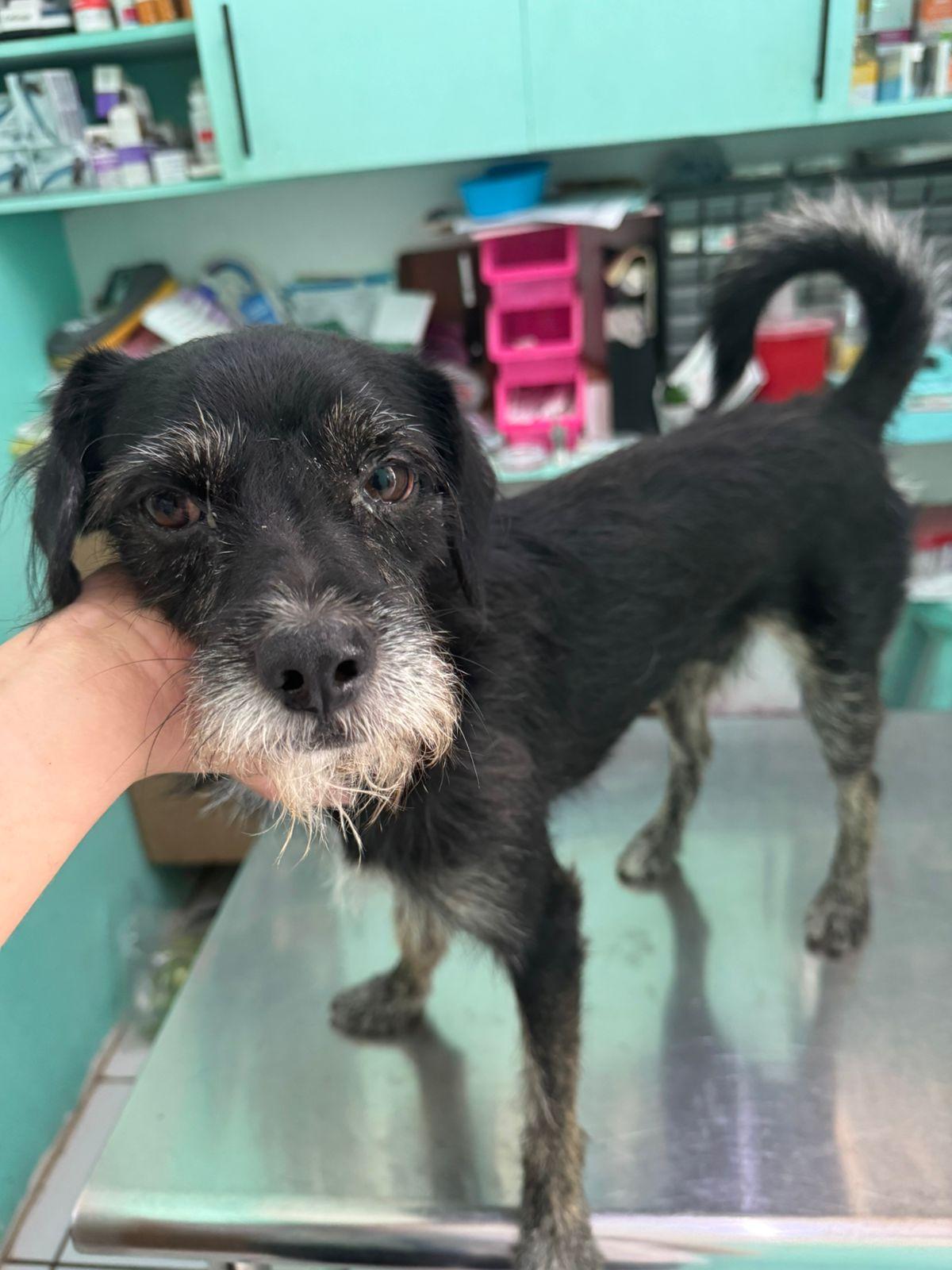 Armstrong , an adopted Mixed Breed in EL COLORADO, JAL image 2/4