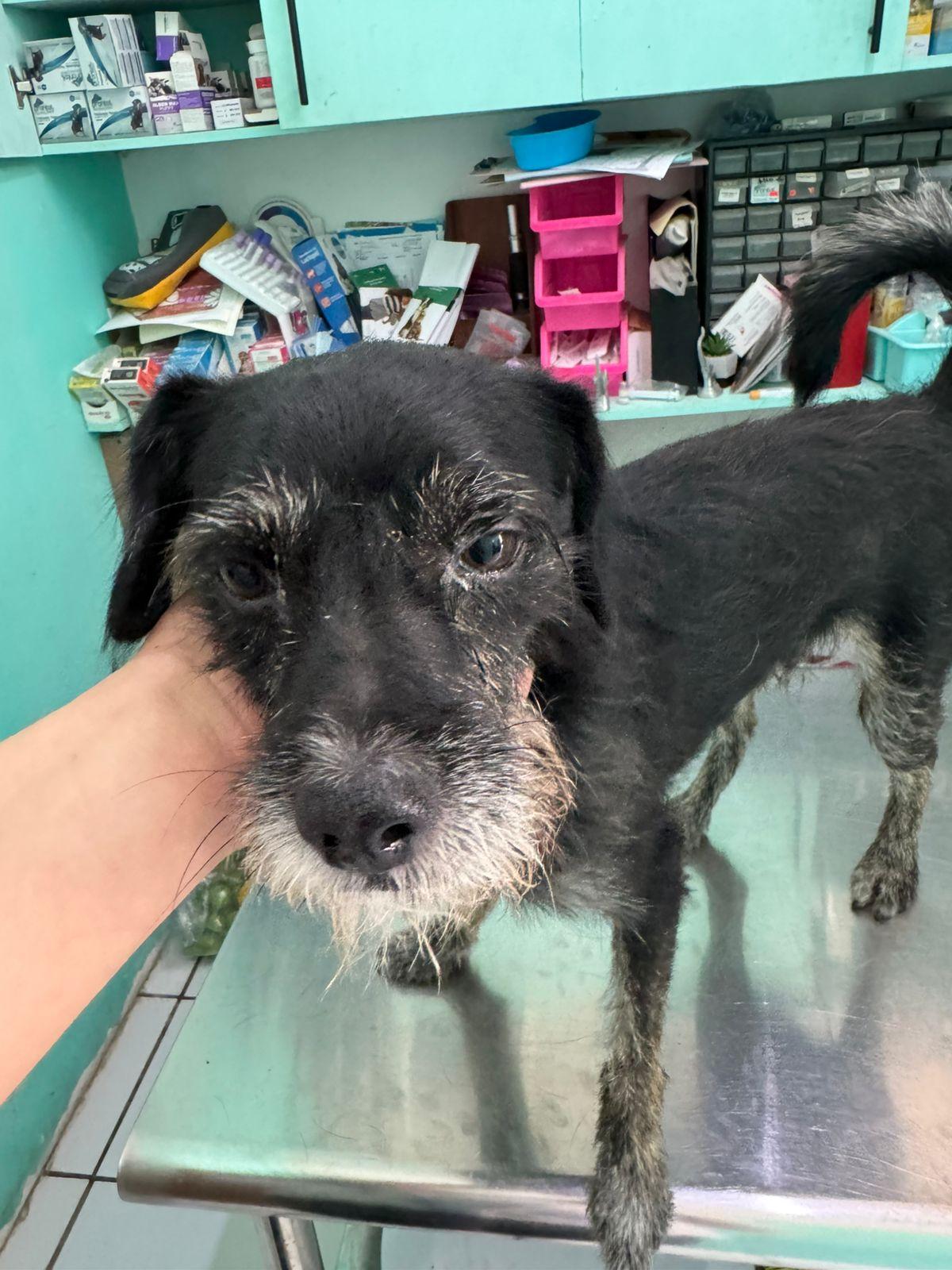 Armstrong , adopted, Adult Male Mixed Breed.