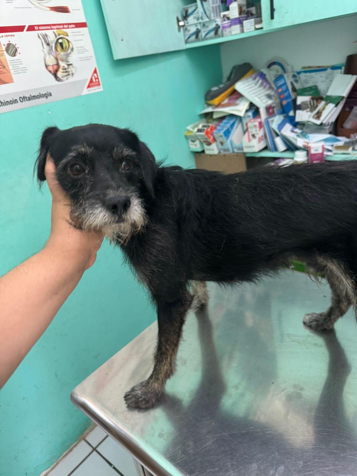 Armstrong , an adopted Mixed Breed in EL COLORADO, JAL image 3/4