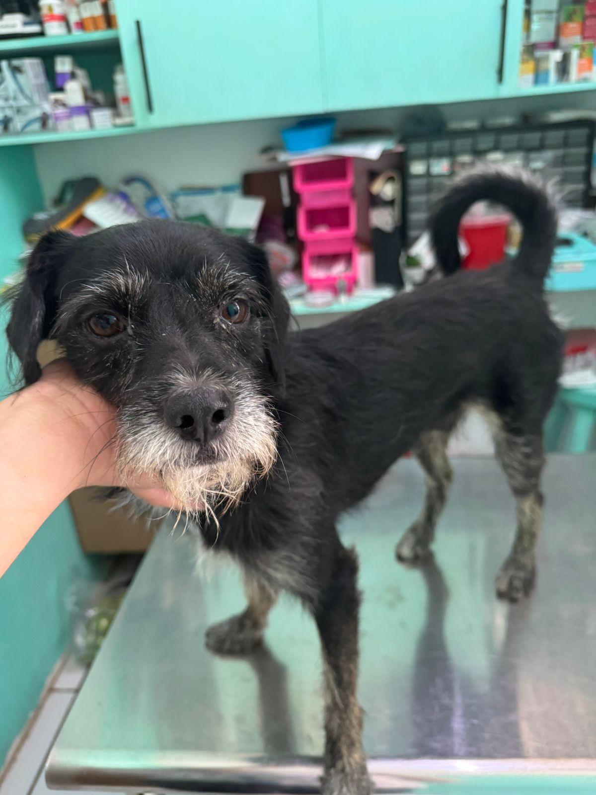 Armstrong , an adopted Mixed Breed in EL COLORADO, JAL image 4/4
