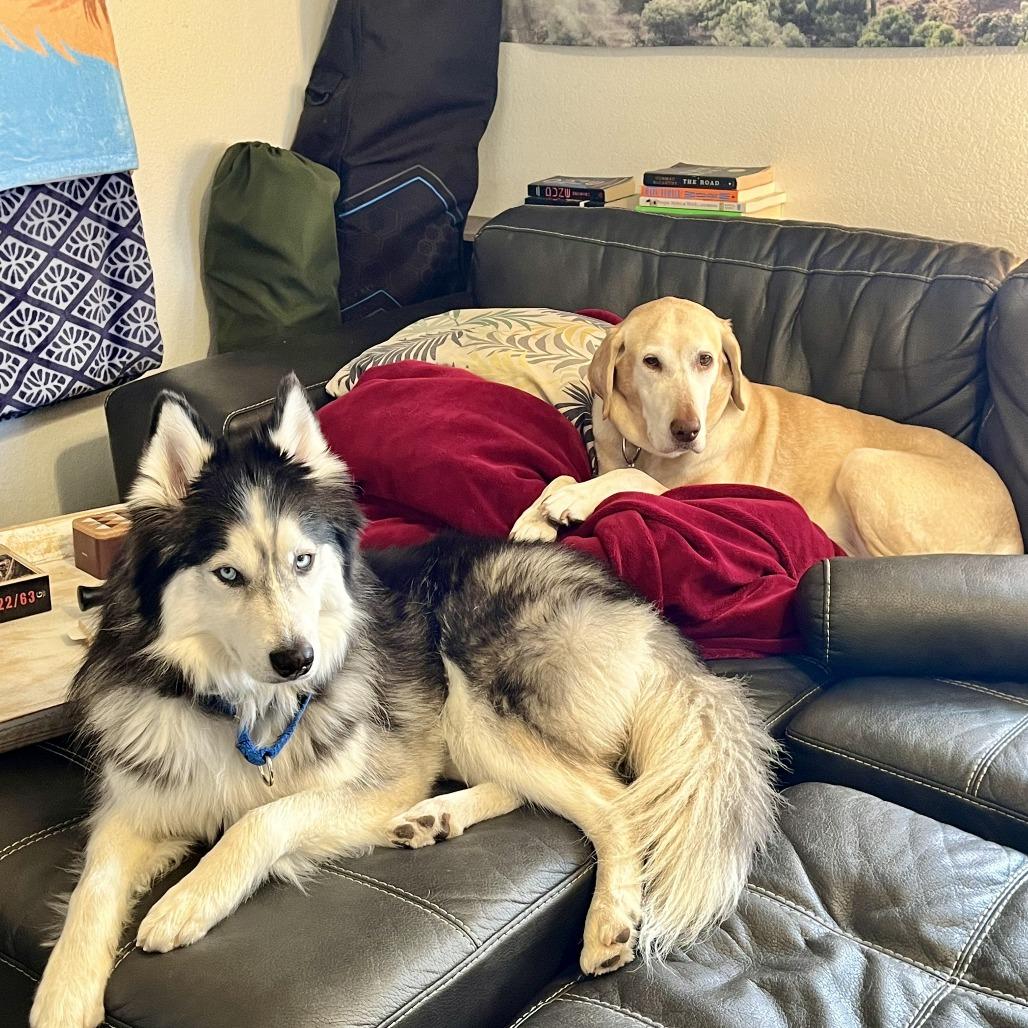 Enlarge Ragnar, a Adoptable Husky in Colorado Springs, CO image 3/4