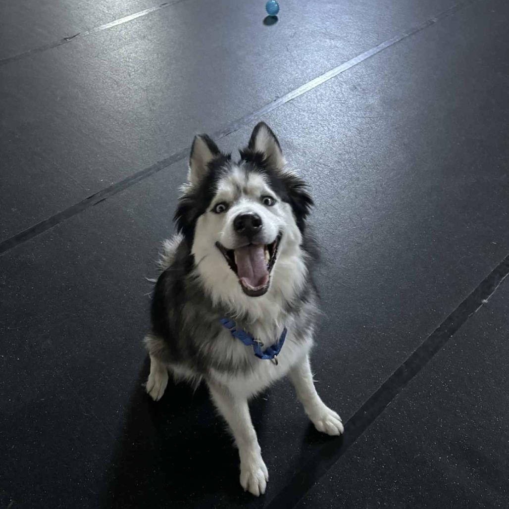 Enlarge Ragnar, a Adoptable Husky in Colorado Springs, CO image 4/4