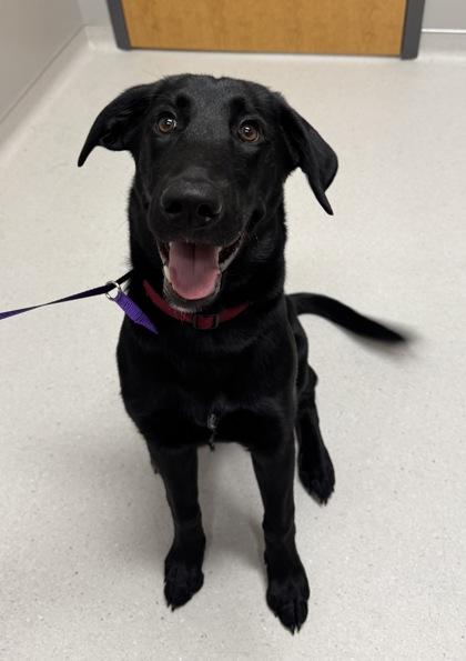 Enlarge Missy, a Adoptable mixed breed in Missoula, MT image 1/1
