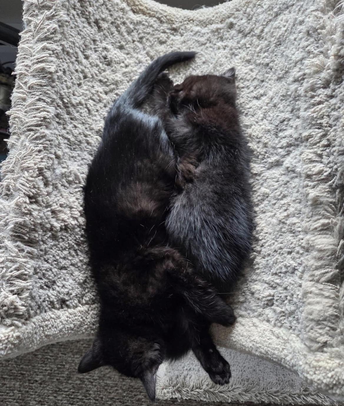 Enlarge Ilya and Una (Bonded Pair), an adopted Domestic Short Hair in Maple Ridge, BC image 3/5