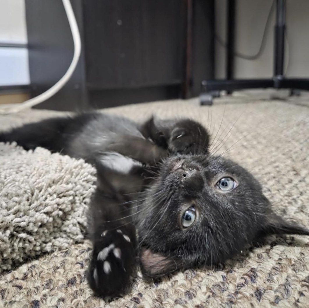 Ilya and Una (Bonded Pair), adopted, Kitten Male Domestic Short Hair.