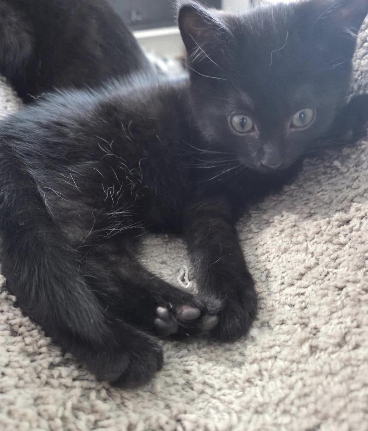 Enlarge Ilya and Una (Bonded Pair), an adopted Domestic Short Hair in Maple Ridge, BC image 4/5