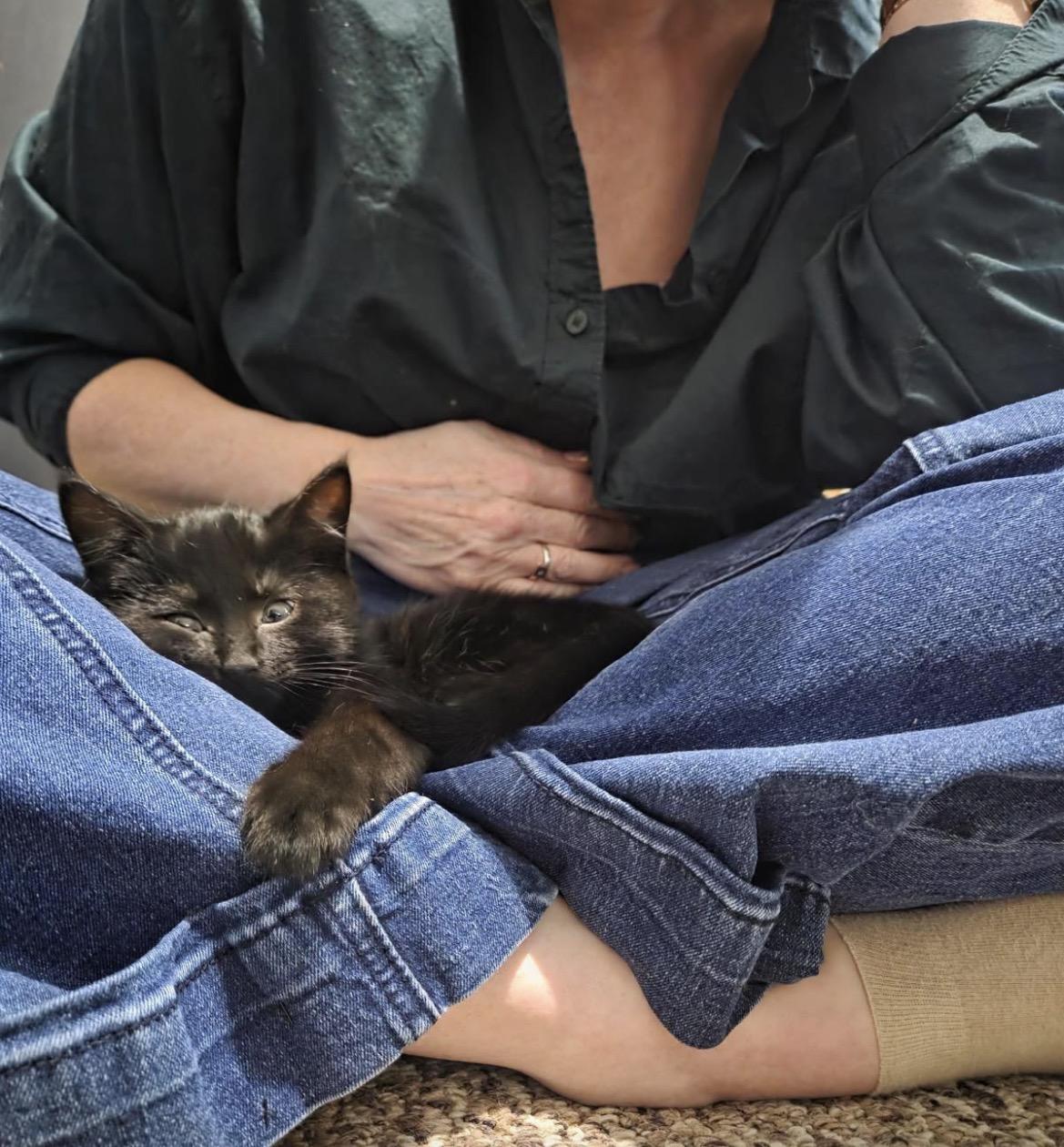 Enlarge Ilya and Una (Bonded Pair), an adopted Domestic Short Hair in Maple Ridge, BC image 5/5