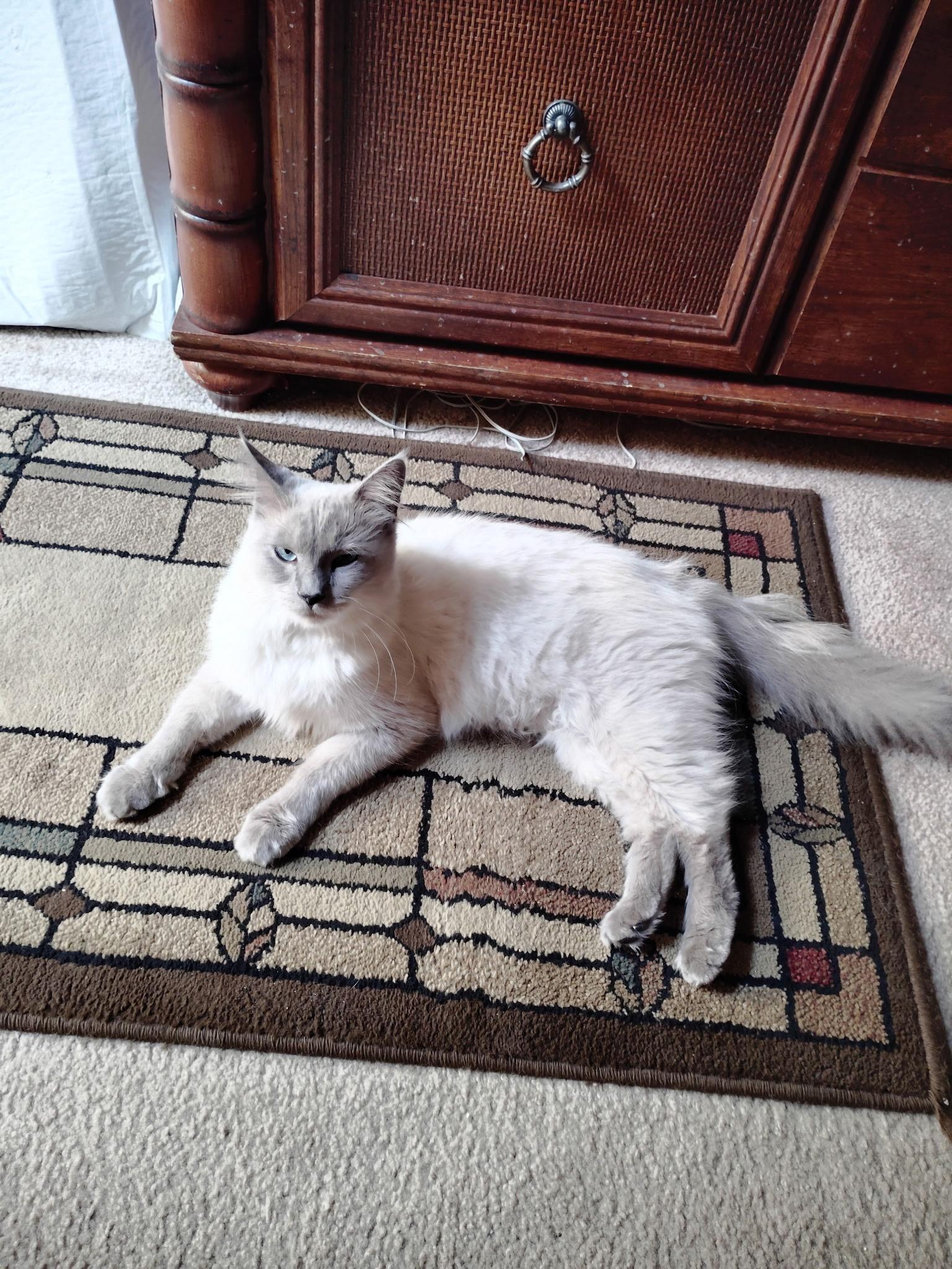 Enlarge Fluffy- COURTESY POST, an adopted mixed breed in Stewartsville,, NJ image 1/1