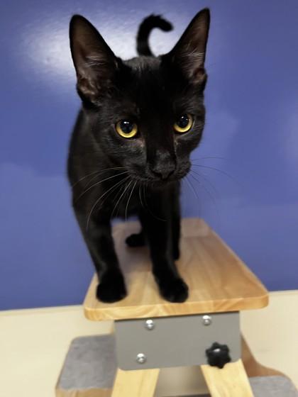 Springer 51775, adopted, Kitten Male Domestic Short Hair.