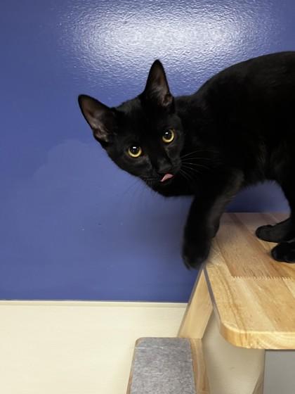 Enlarge Springer 51775, an adopted Domestic Short Hair in Oklahoma City, OK image 2/2