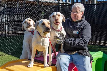 Varl, Adoptable, Adult Male Labrador Retriever & Mixed Breed.