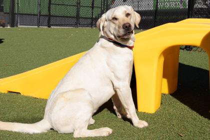 Enlarge Varl, a Adoptable mixed breed in Greenville, SC image 2/2