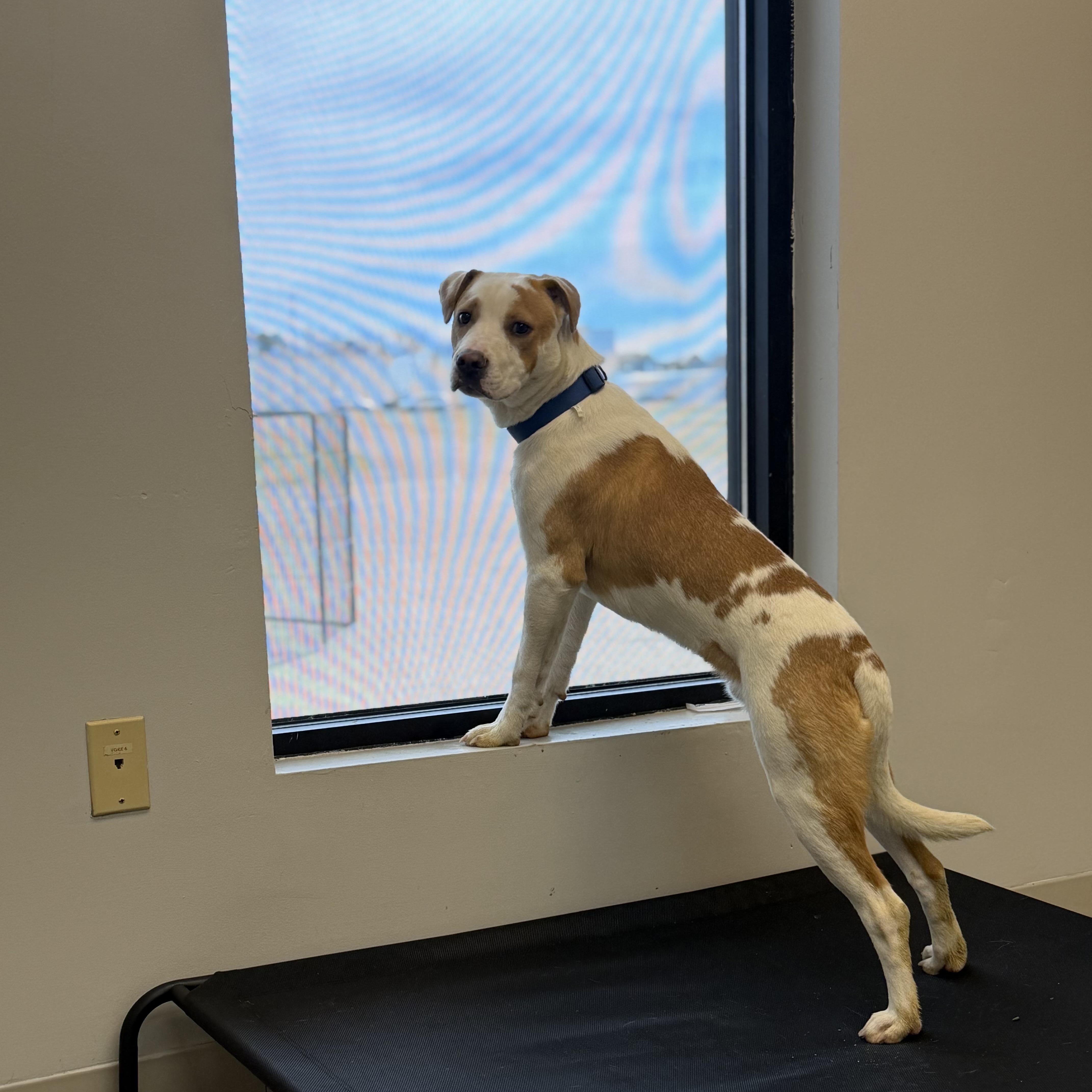 Enlarge Luke, a Adoptable mixed breed in Senatobia, MS image 4/4