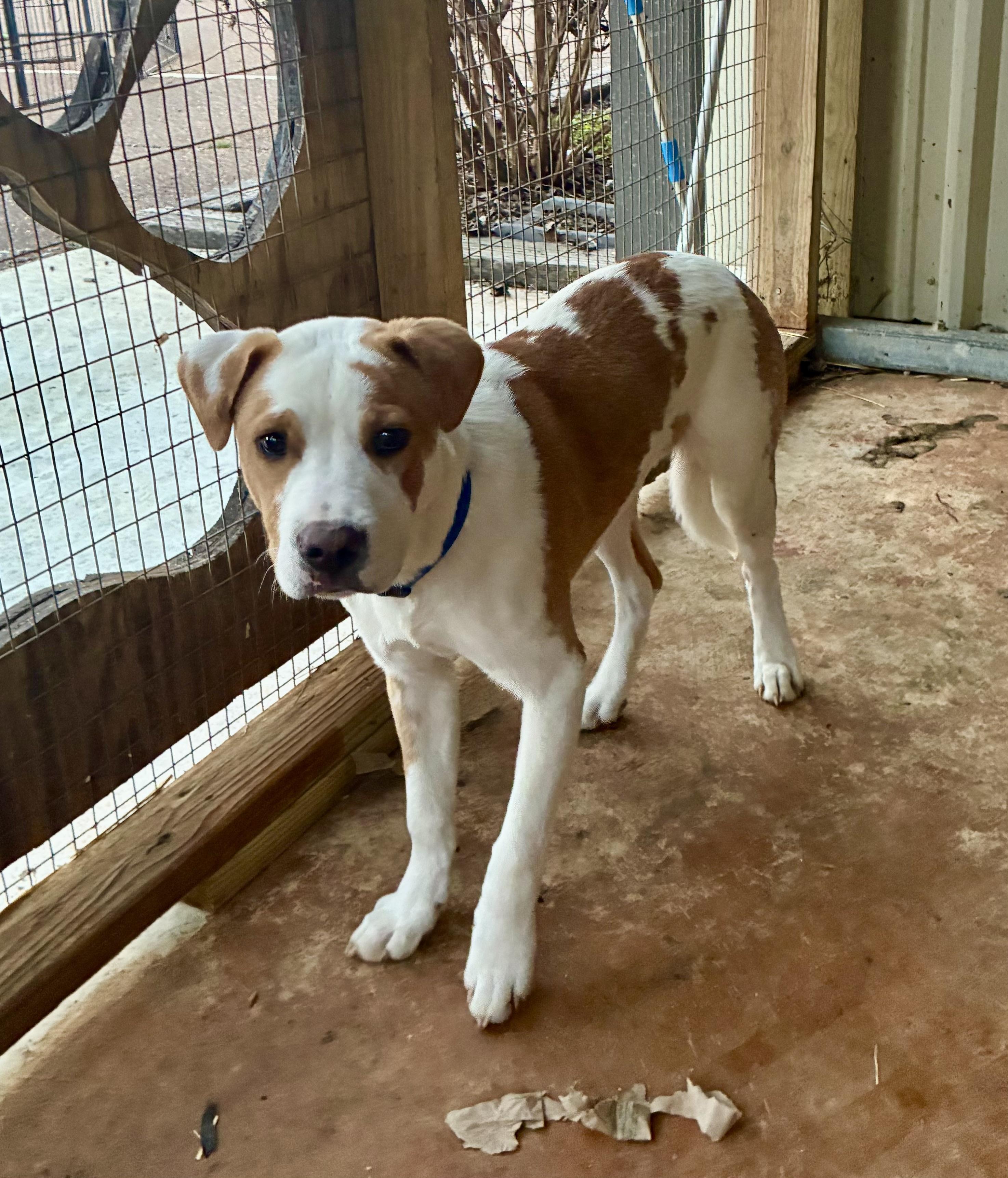 Enlarge Luke, a Adoptable mixed breed in Senatobia, MS image 1/4