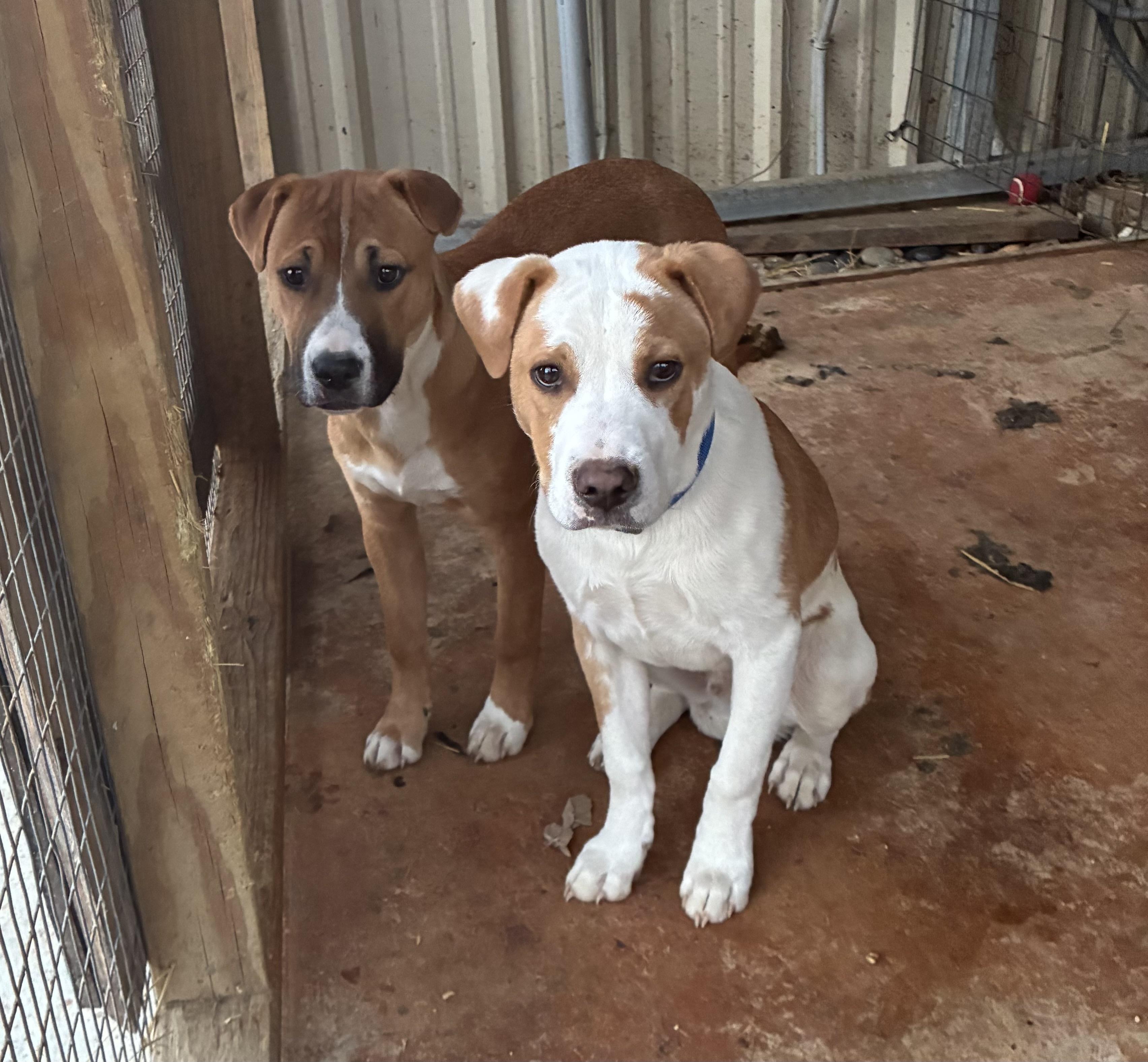 Enlarge Luke, a Adoptable mixed breed in Senatobia, MS image 3/4