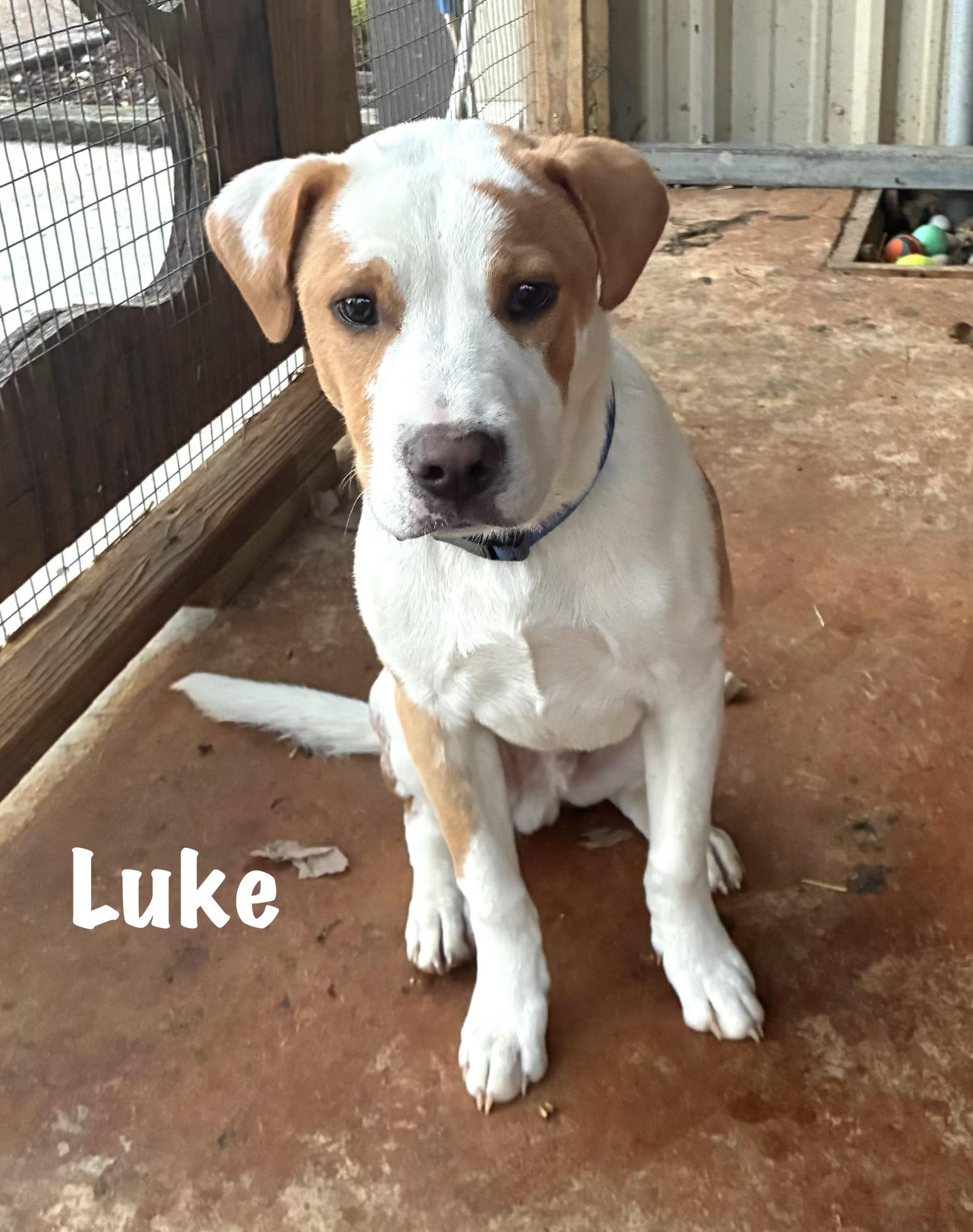 Enlarge Luke, a Adoptable mixed breed in Senatobia, MS image 2/4