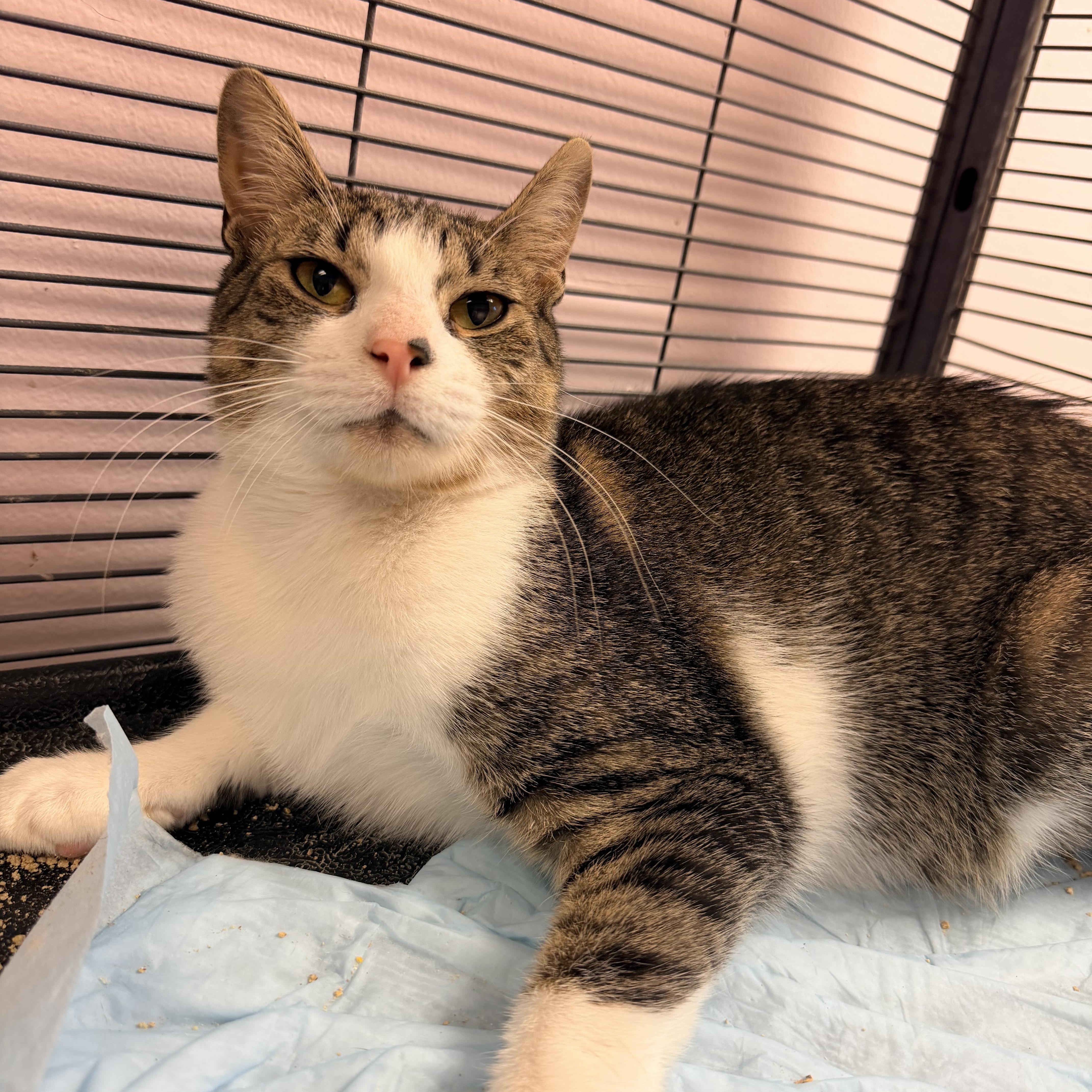 Mouse, an adopted Domestic Short Hair in Bellmawr, NJ image 1/2
